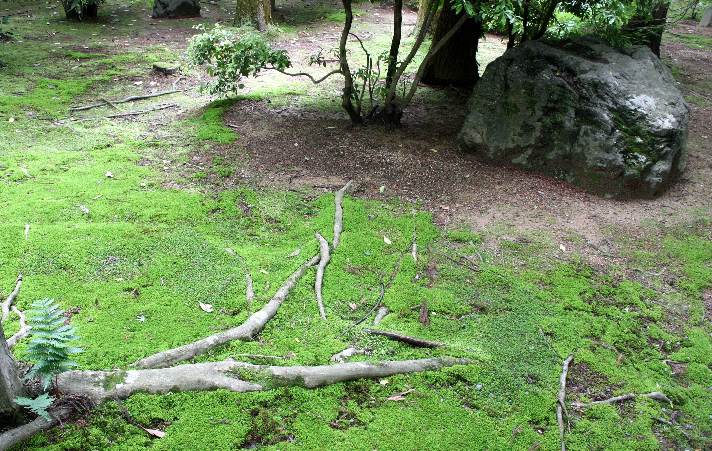 KYOTO - MAY 2009 - RYOANJI MOSS GARDENS (14).JPG