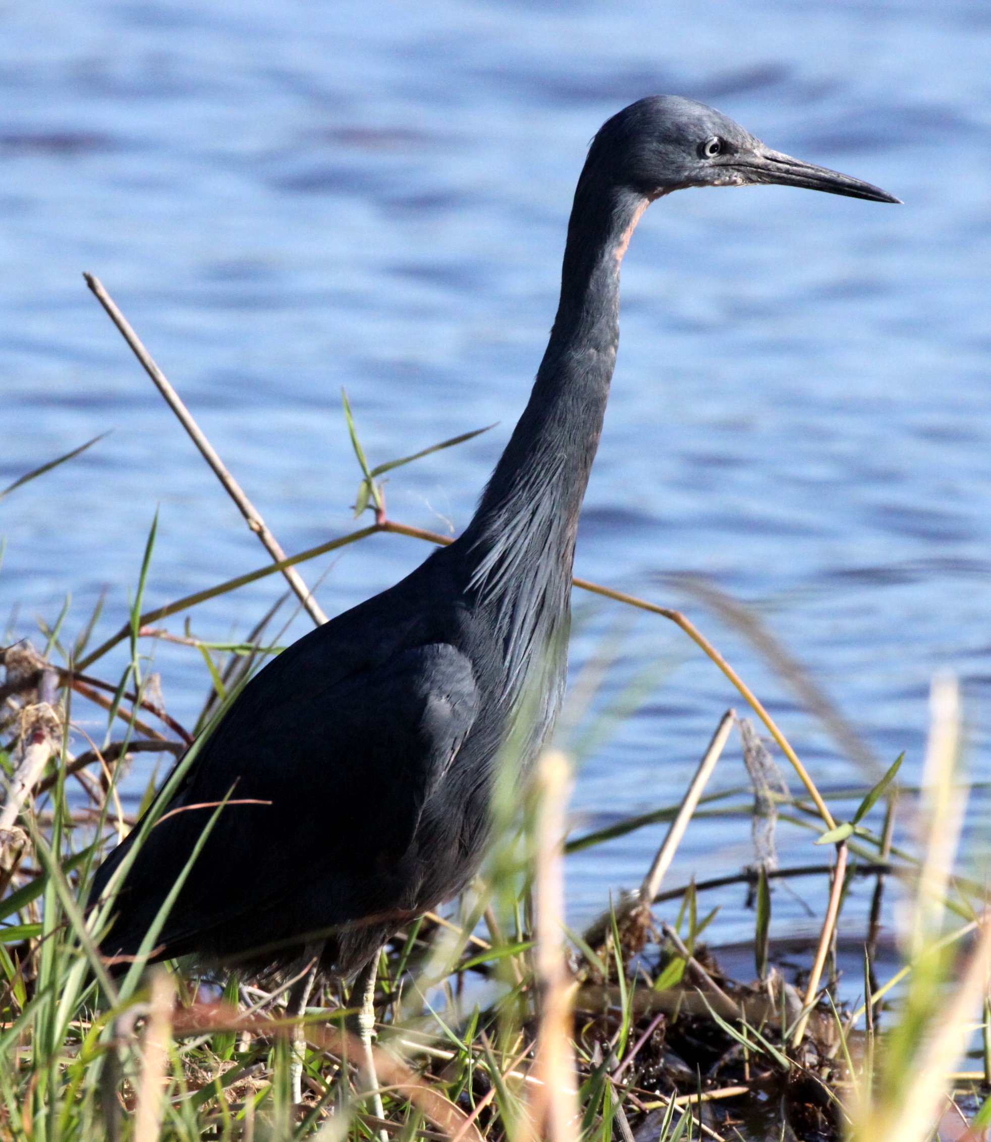 HERON - BLACK HERON (EGRET) - Egretta ardesiaca - CHOBE NATIONAL PARK BOTSWANA (4).JPG