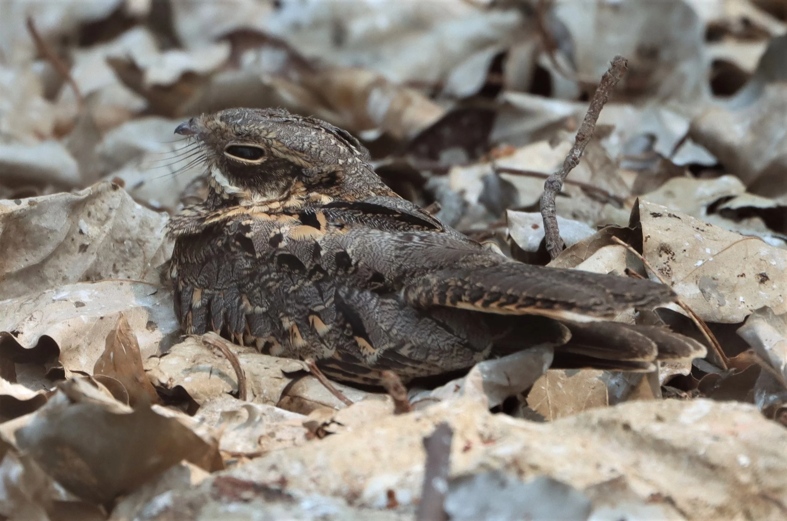 NIGHTJAR - INDIAN NIGHTJAR - Caprimulgus asiaticus - BANG KHAEM WETLANDS NAKHON PATHOM MAR 13 (18).jpg