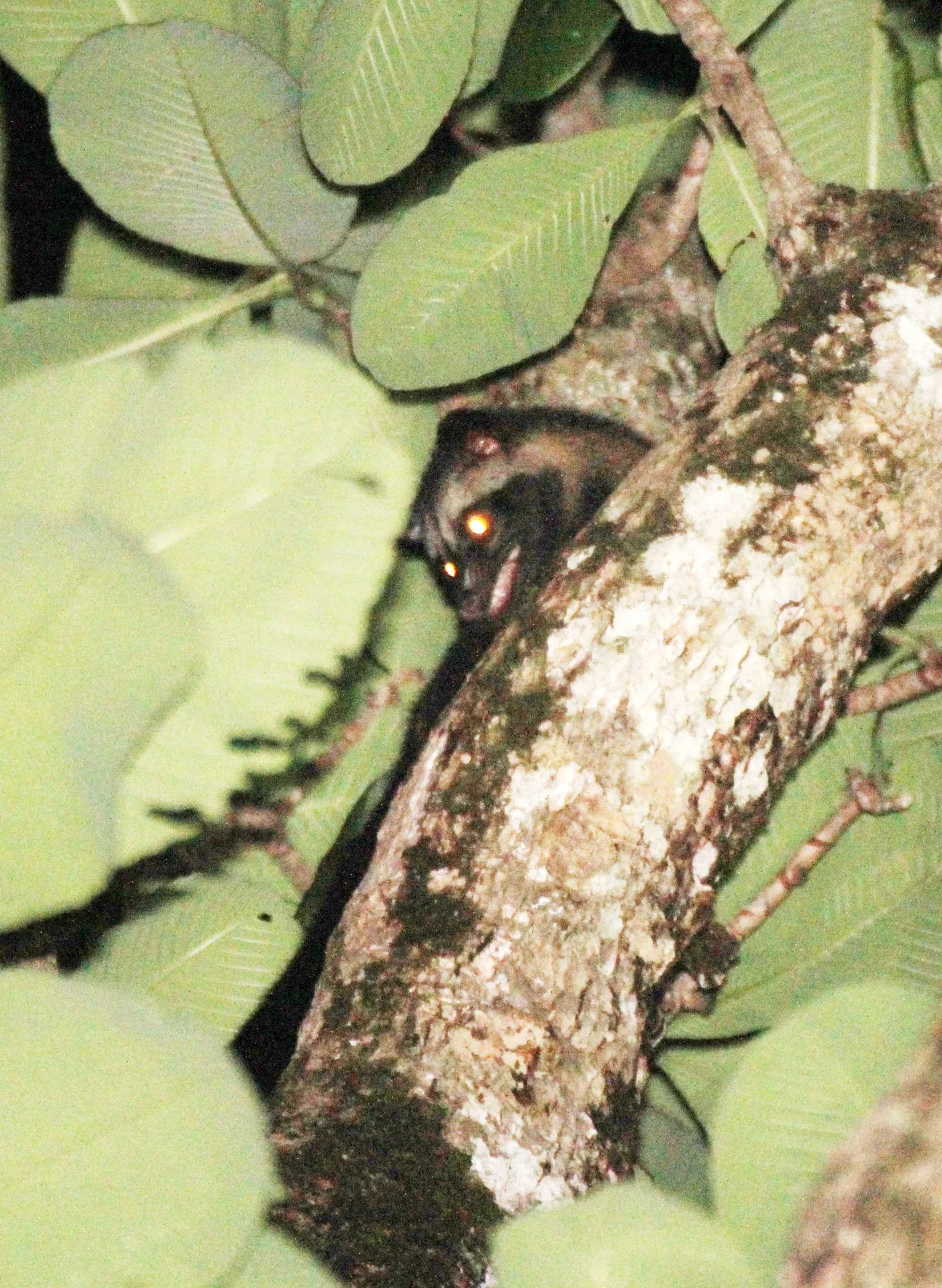 Paradoxus hermaphroditus javanica - JAVAN (COMMON) PALM CIVET - UJUNG KULON NATIONAL PARK JAVA BARAT INDONESIA (1).JPG