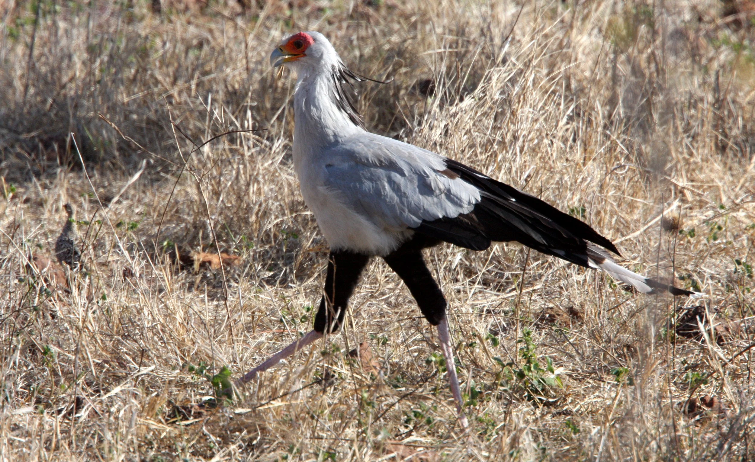 BIRD - SECRETARY BIRD - CHOBE NATIONAL PARK BOTSWANA (3).JPG