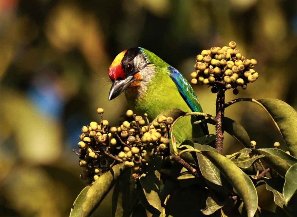 BARBET - GOLDEN-THROATED BARBET - Psilopogon (franklinii) ramsayi - Phu Luang Wildlife Reserve Loei Province (20).jpg