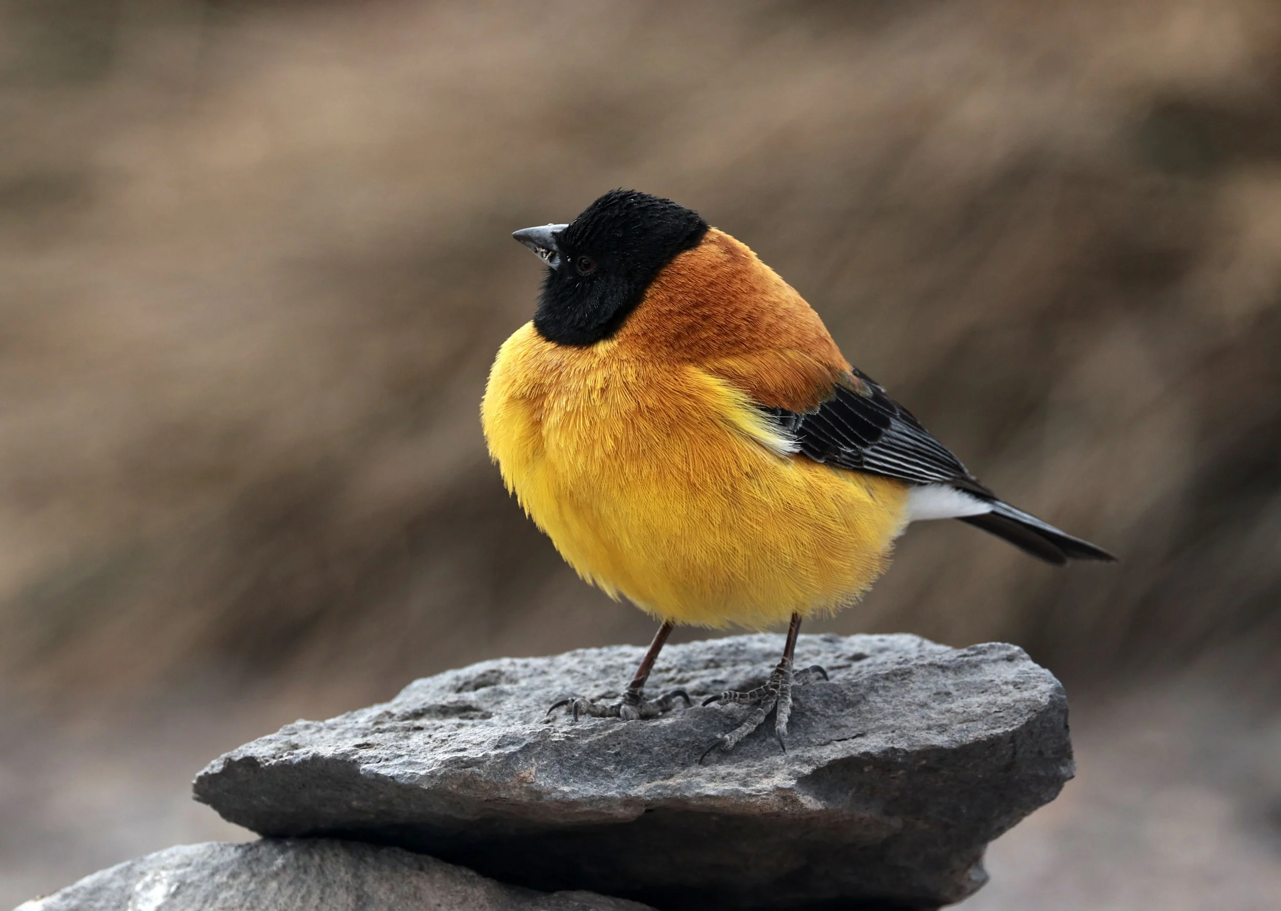 Finch - Black-hooded Sierra-Finch - Phrygilus atriceps - Lauca National Park, Chile (20).jpg