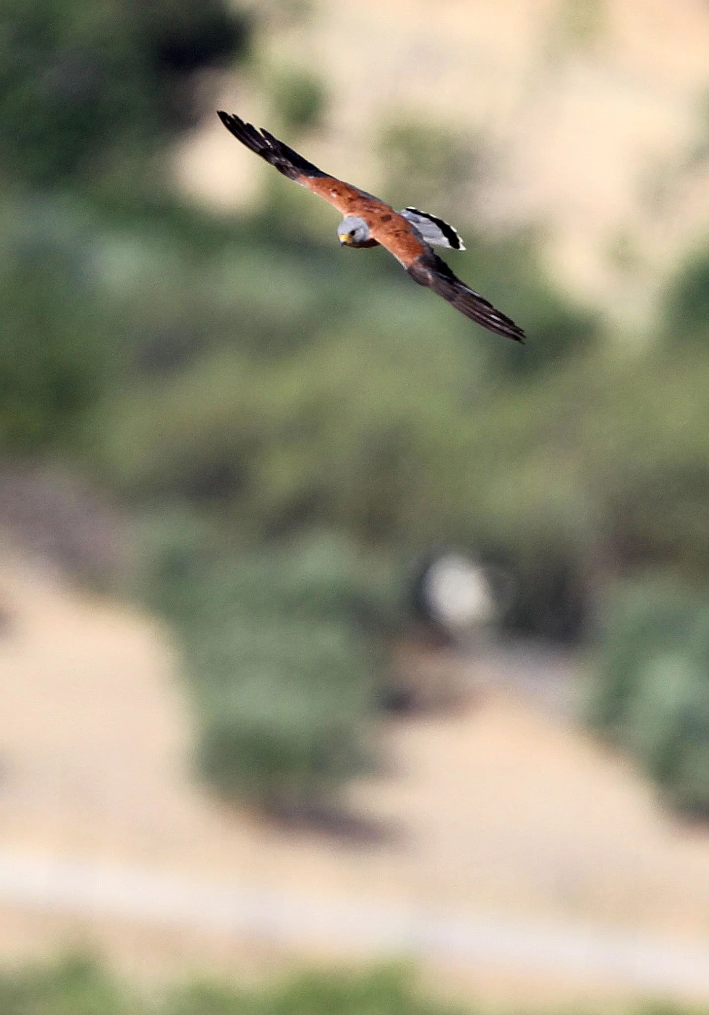 BIRD - KESTREL - RONDA CANYON SPAIN.JPG