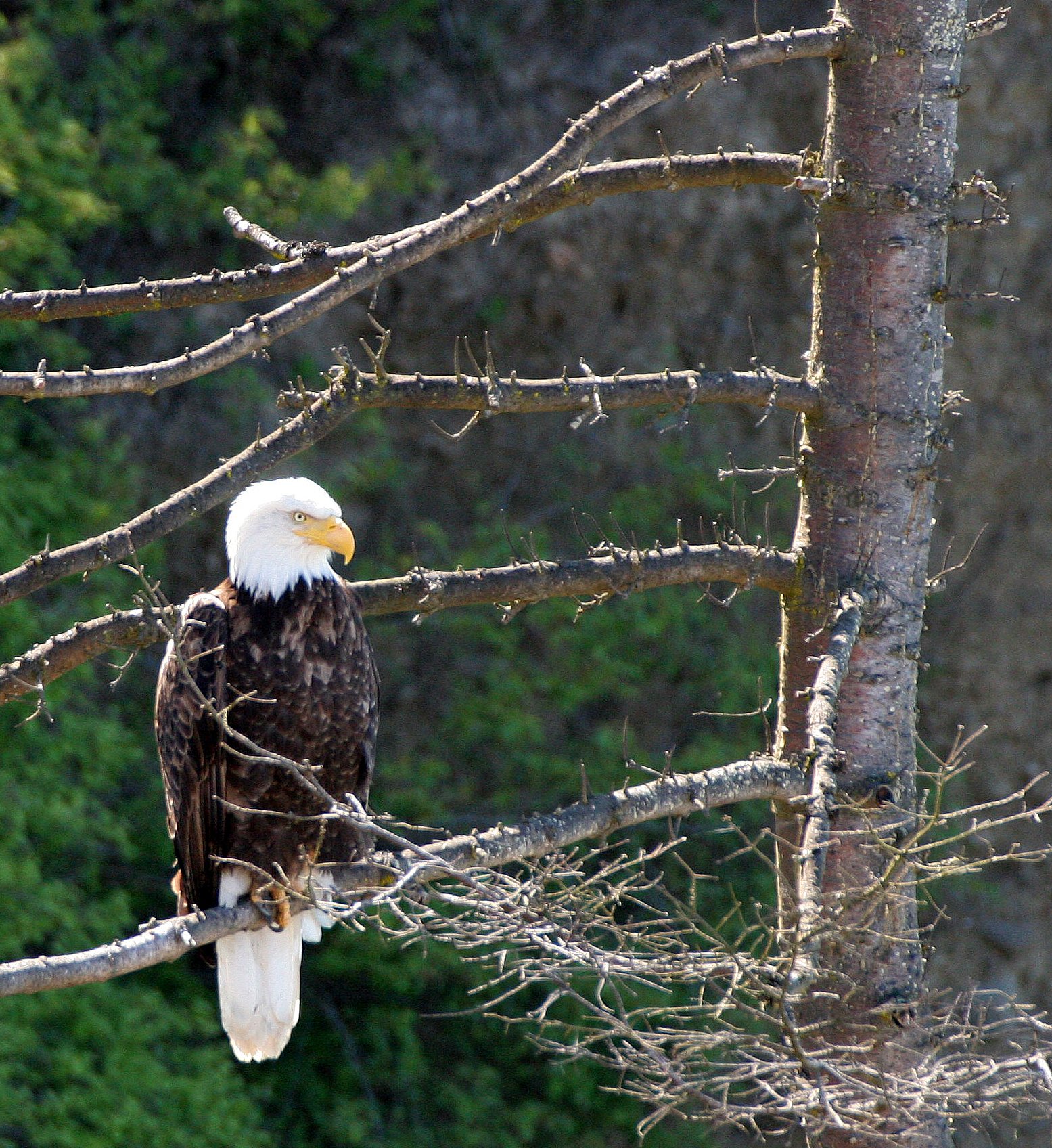 BIRD - EAGLE - BALD EAGLE - LAKE FARM BLUFFS WASHINGTON (218).JPG