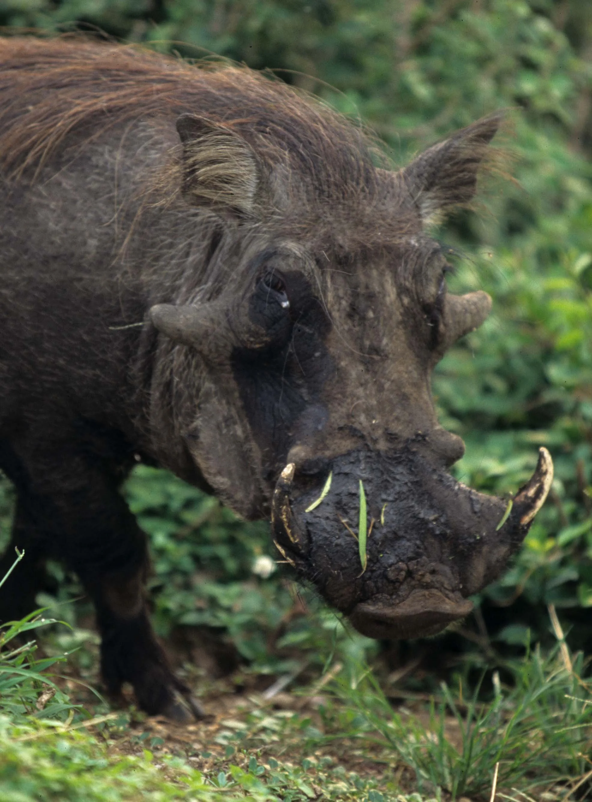 SUIDAE - WARTHOG-UGANDA (10).jpg