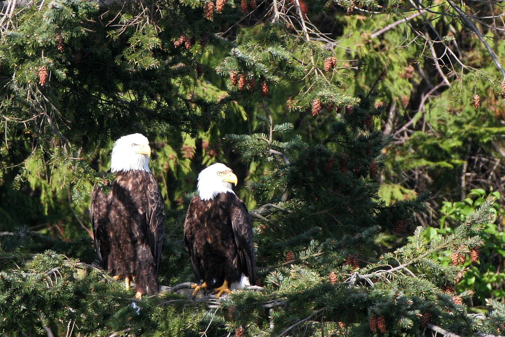 Haliaeetus leucocephalus - AMERICAN BALD EAGLE - LAKE FARM BLUFFS WASHINGTON (178).JPG