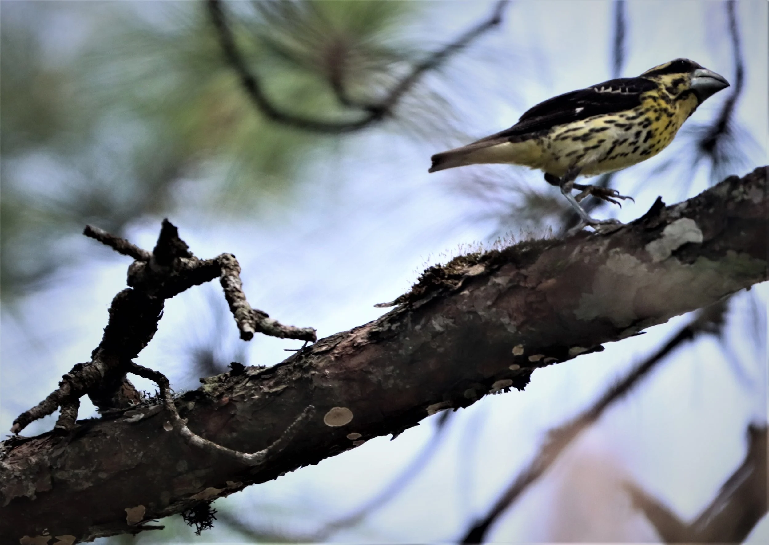 Spot-winged Grosbeak (Mycerobas melanozanthos) Doi Ang Kang, Chiang Mai Thailand (69).jpg