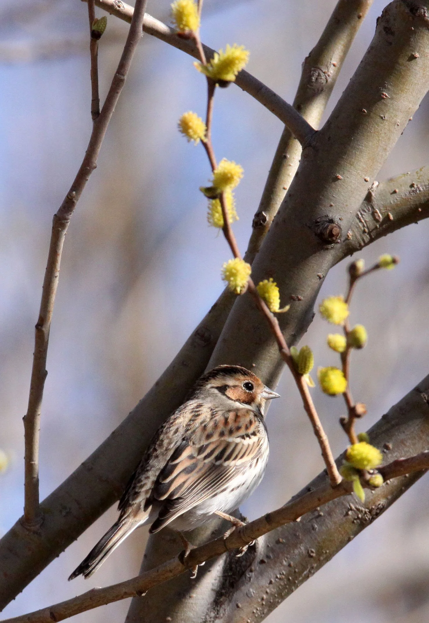 Little Bunting (Emberiza pusilla) Cao Hai Wetlands Yunnan China (5).JPG