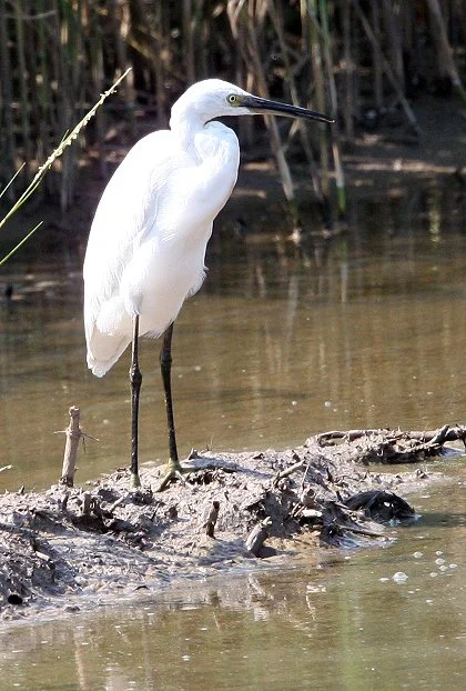 EGRET - LITTLE EGRET- Egretta garzetta - CHONGMING ISLAND - DONGTAN WETLANDS RESERVE (36).JPG
