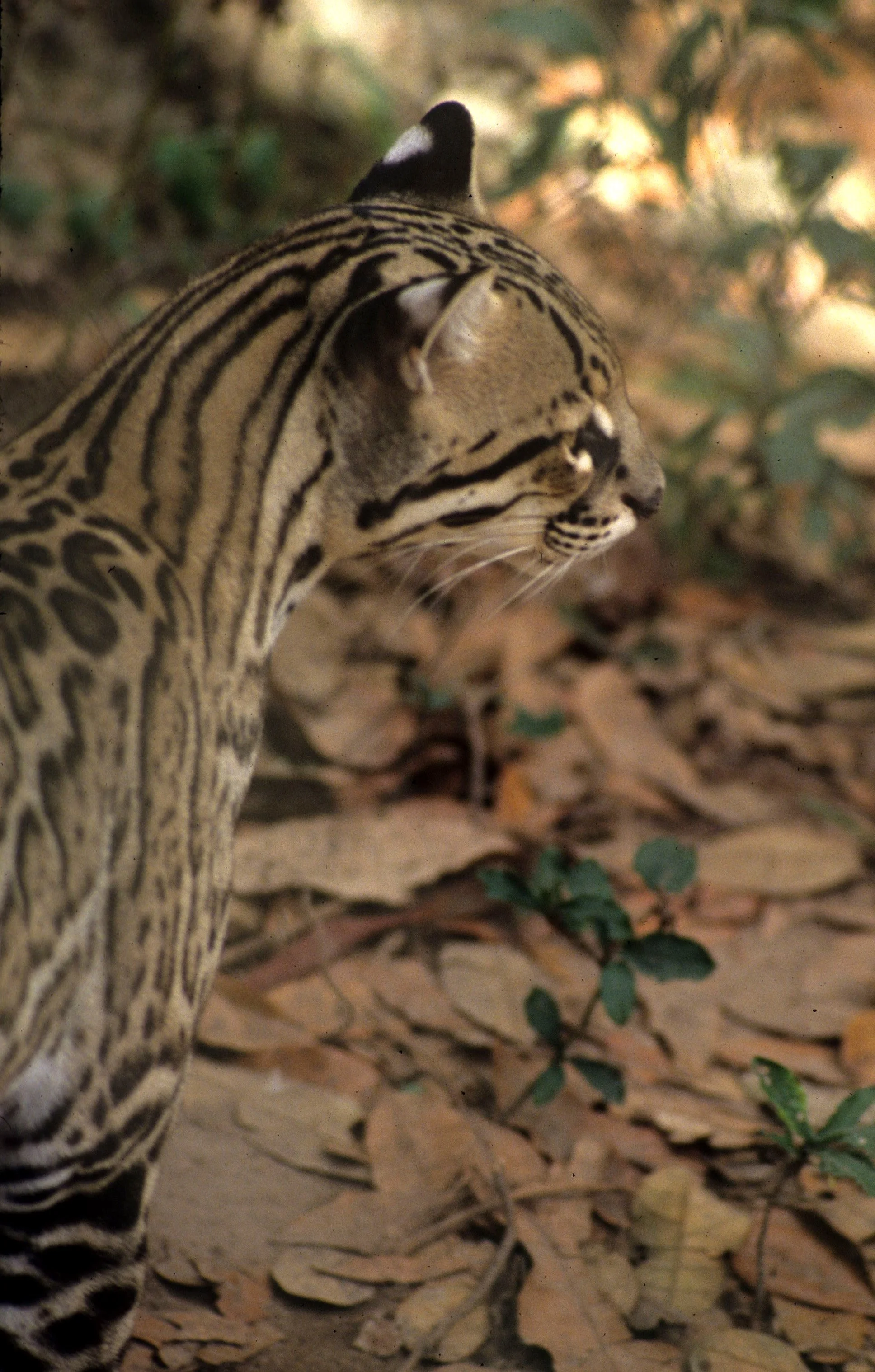 Ocelots Leopard Genus Leopardus Ocelots & Margay — Coke Smith Wildlife