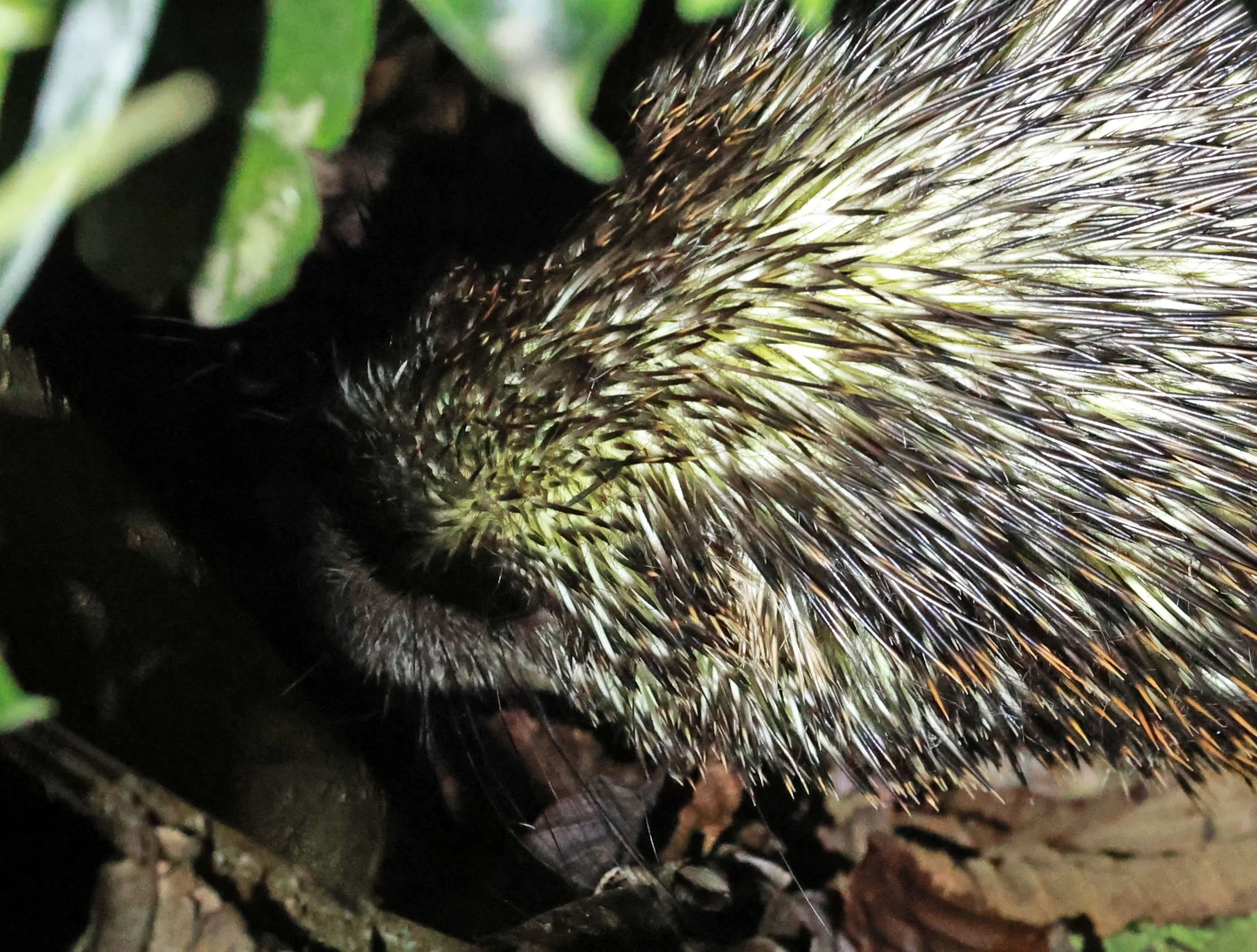 Genus Coendou. South American Porcupines — Coke Smith Wildlife