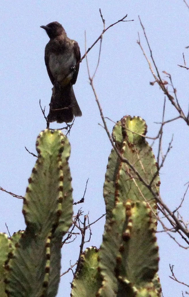 BULBUL - COMMON BULBUL - Pycnonotus barbatus - QUEEN ELIZABETH NATIONAL PARK UGANDA (3).JPG