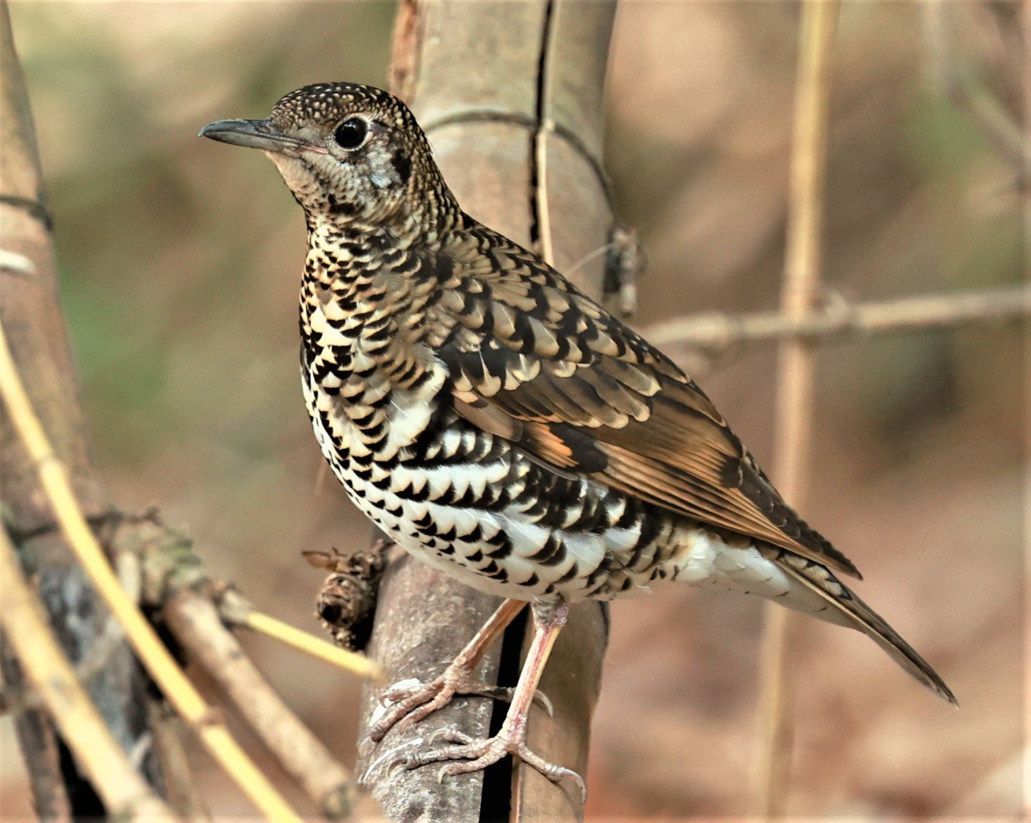 White's Thrush (Zoothera aurea) Putthamonthon Park Nakhon Pathom Thailand (219).jpg