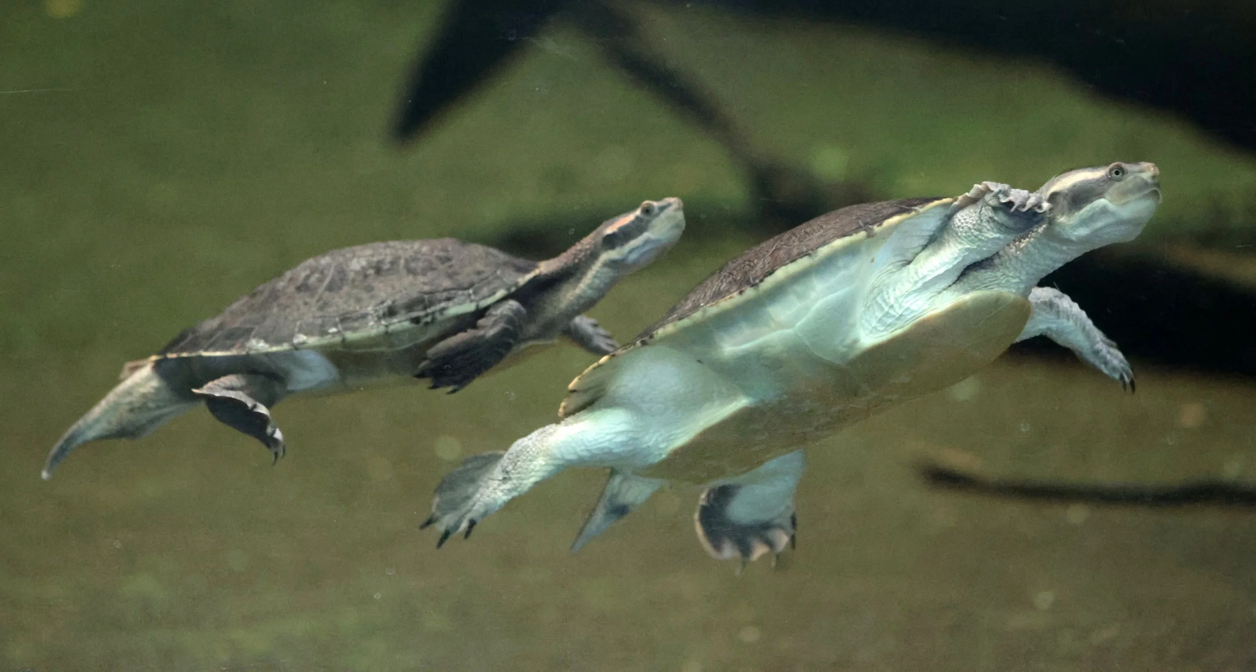Unidentified Turtle Species - Perth Zoo - Western Australia — Coke ...