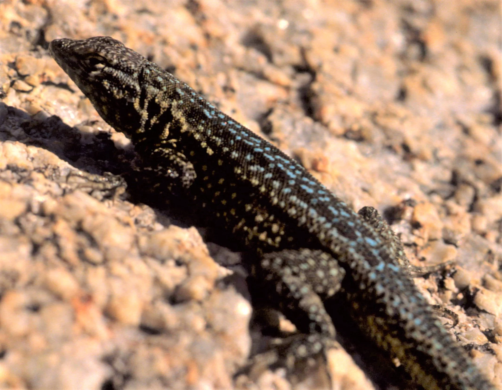 Uta stansburiana - COMMON SIDE BLOTCHED LIZARD - ARIZONA aa.jpg