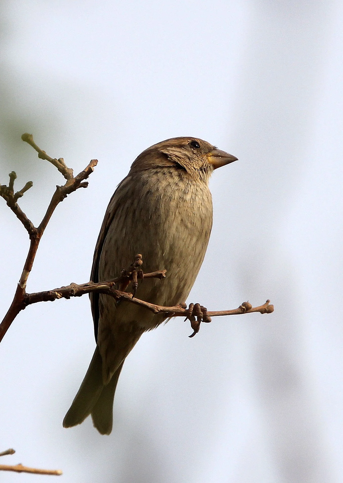 Spanish Sparrow (Passer hispaniolensis) Turpan Xinjiang China (23).JPG