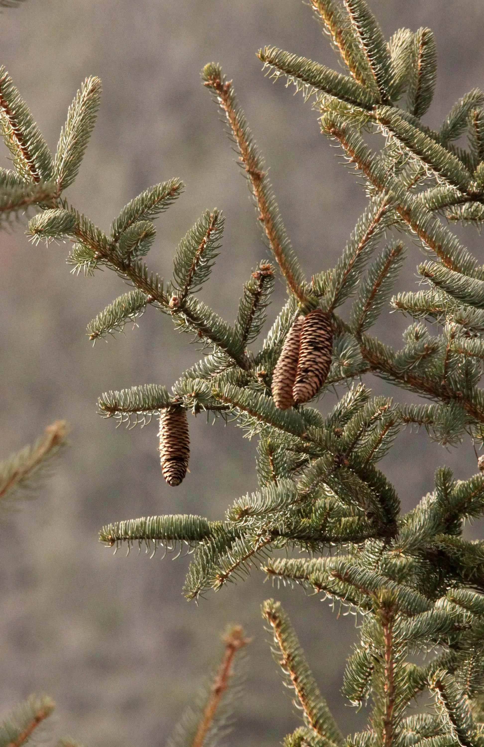 FOPING NATURE RESERVE - SHAANXI PROVINCE CHINA (173).JPG