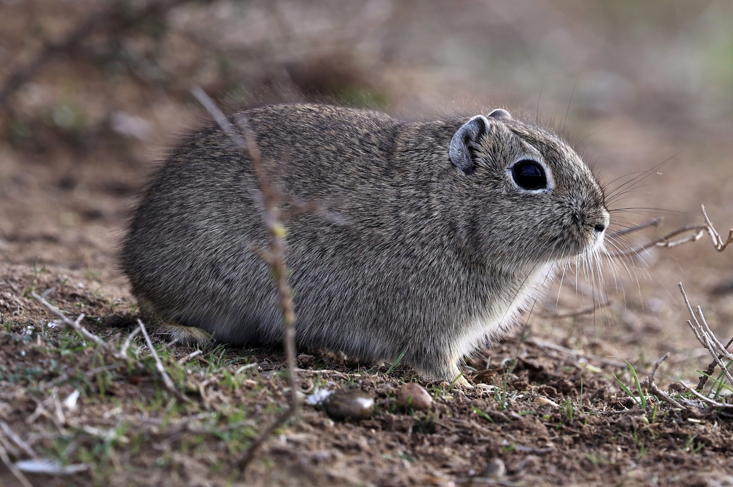 Southern Mountain Cavy (Microcavia australis) Valdes Peninsula, Chubut Province, Argentina Day 2 (1 (74).jpg