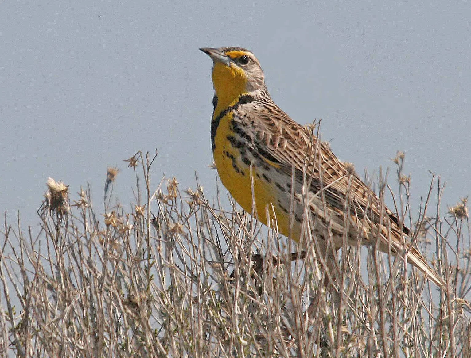 Western Meadowlark (Sturnella neglecta) Potholes State Park Washington (1).jpg