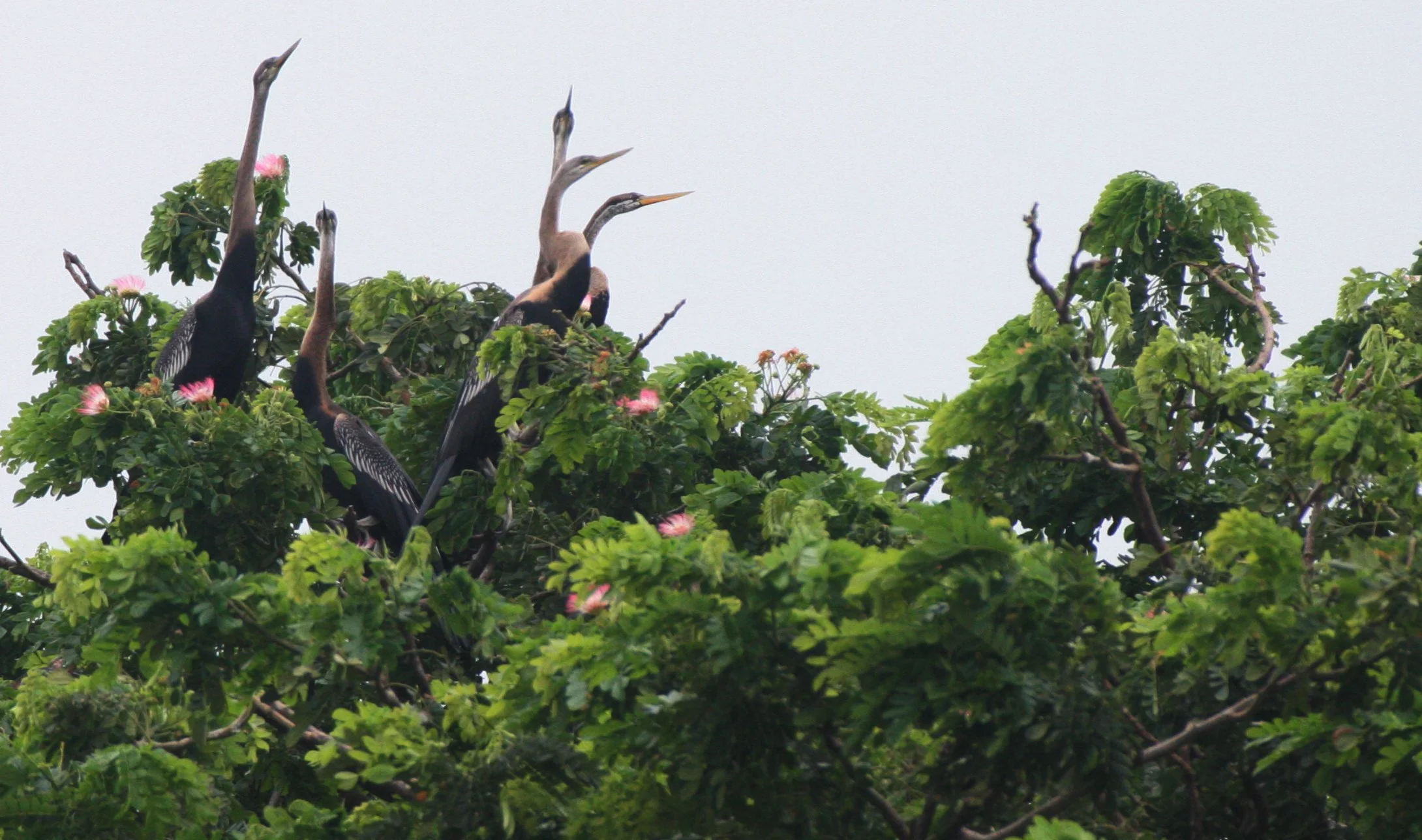 DARTER - Anhinga melanogaster - BUENG BORAPHET THAILAND (26).JPG