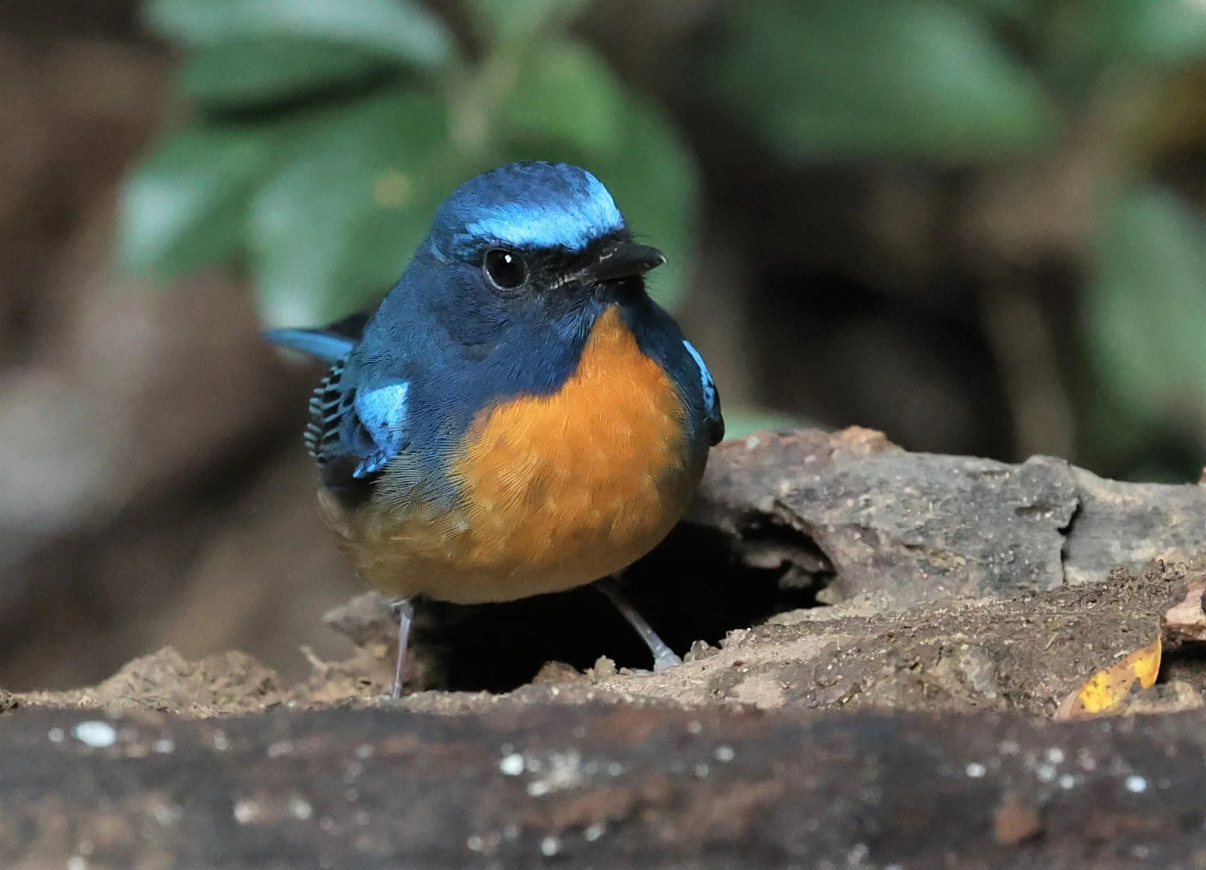 FLYCATCHER - CHINESE BLUE FLYCATCHER - Cyornis glaucicomans - PETCHABURI PROVINCE - NUY HIDE NEAR KAENG KRACHAN JAN 2022 (50).jpg