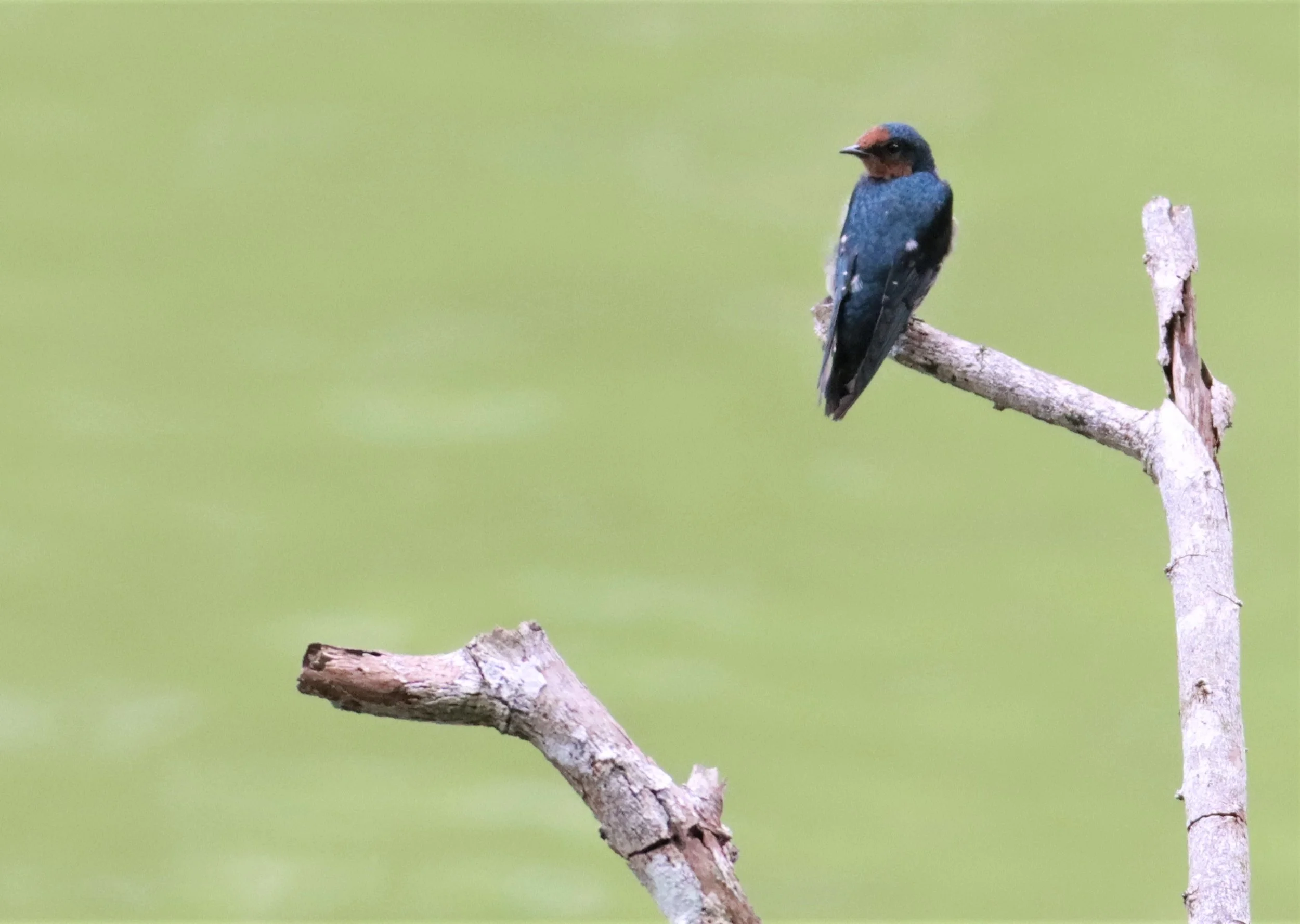 Barn Swallow (Hirundo rustica) Khao Sok Surat Thani Thailand (1).jpg
