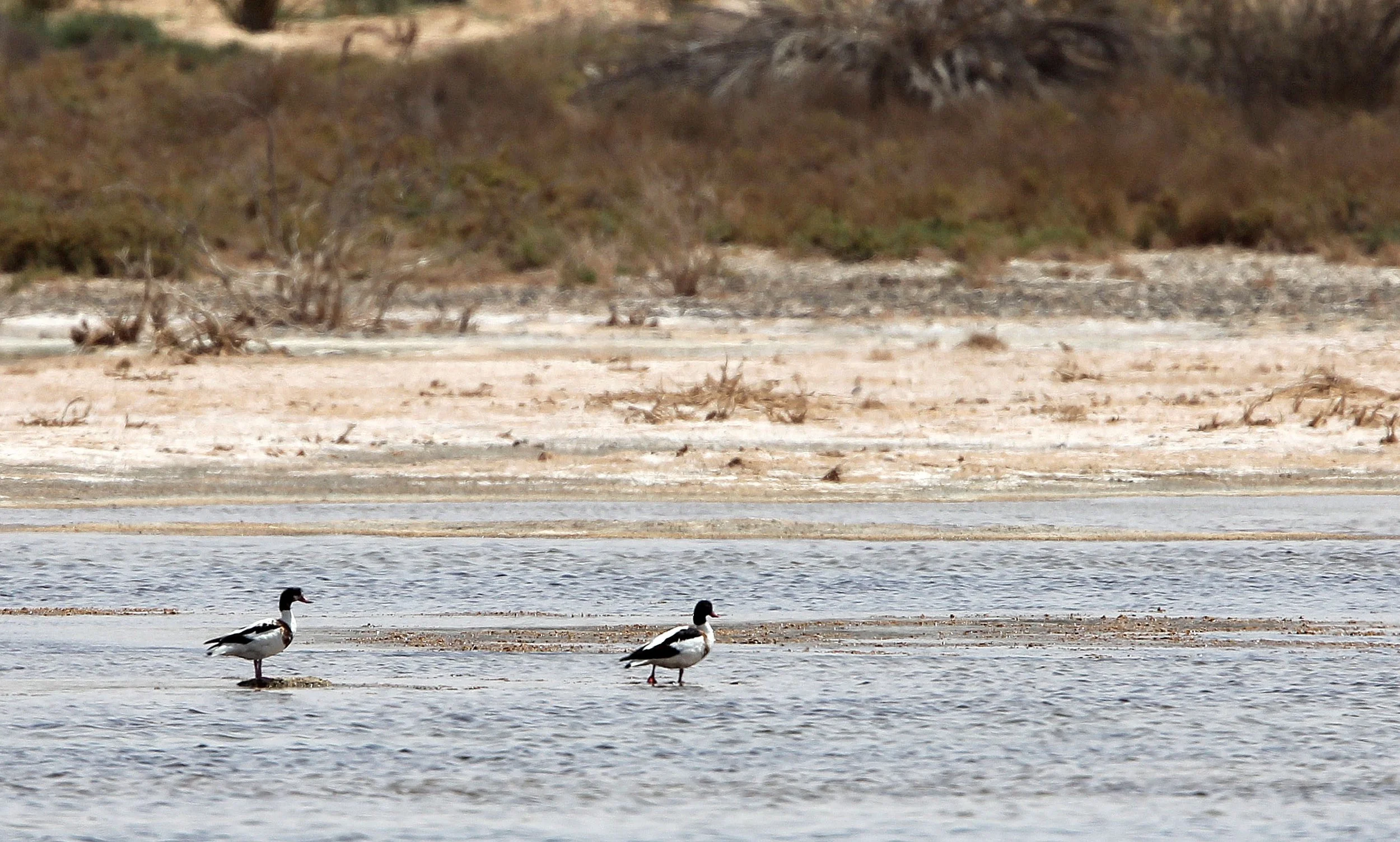 SHELDUCK - COMMON SHELDUCK - Tadorna tadorna - WETLANDS NEAR DOUZ TUNISIA.JPG