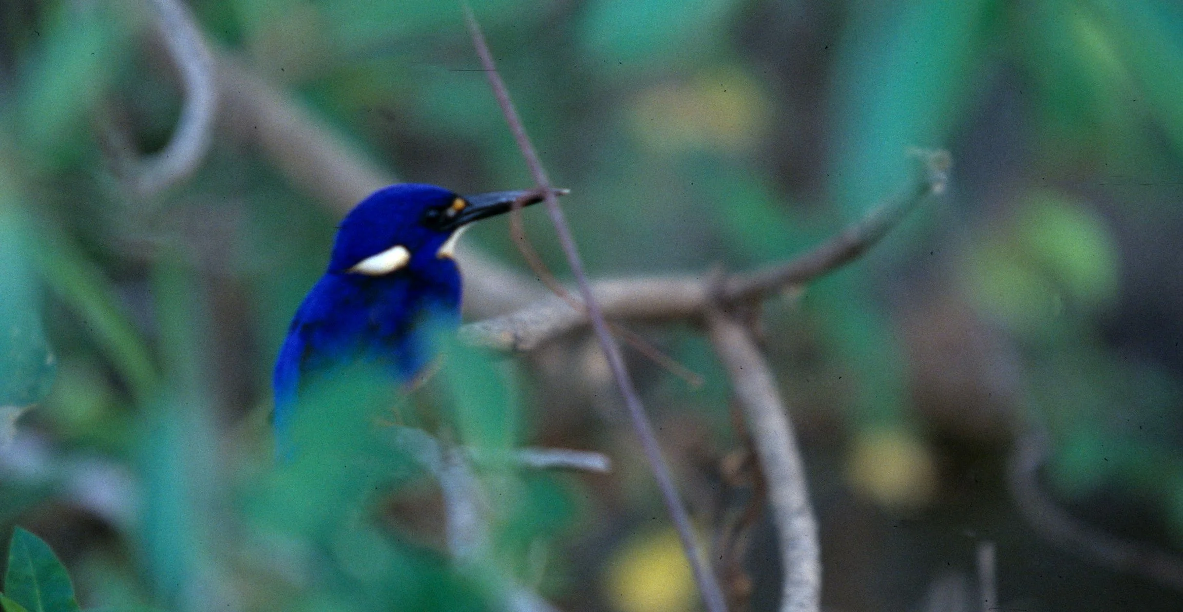 BIRD - KINGFISHER - AZURE KINGFISHER - DAINTREE RAINFOREST.jpg