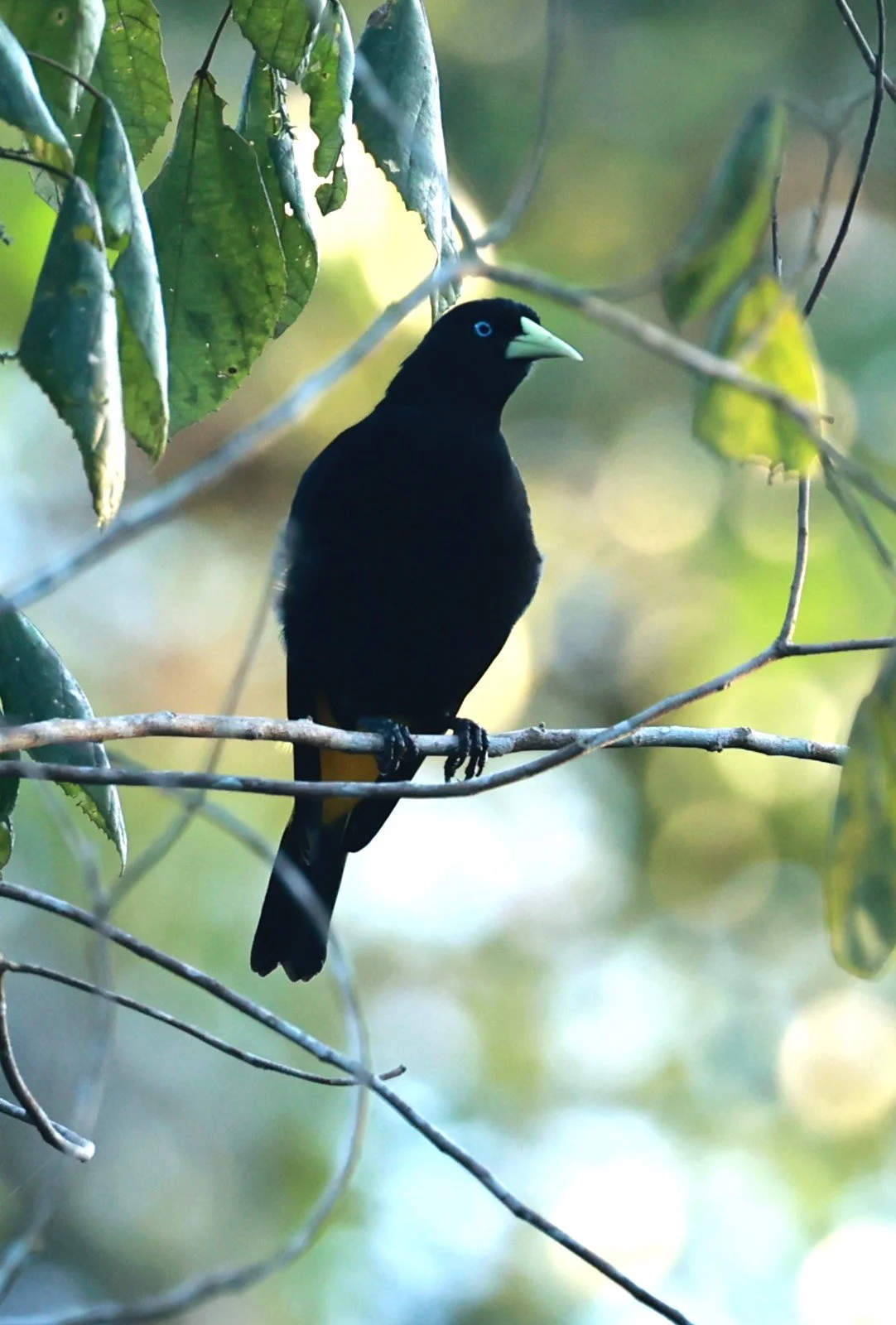 Cacique - Yellow-rumped Cacique - Cacicus cela - Illeus, Bahia Brazil, Una Township Area  (3).JPG