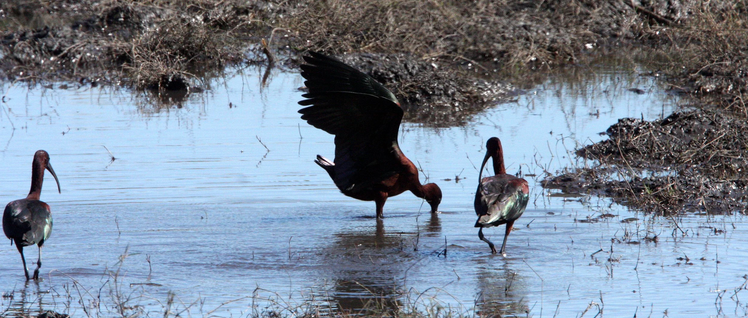 IBIS - GLOSSY IBIS - Plegadis falcinellus - CHOBE NATIONAL PARK BOTSWANA (2).JPG