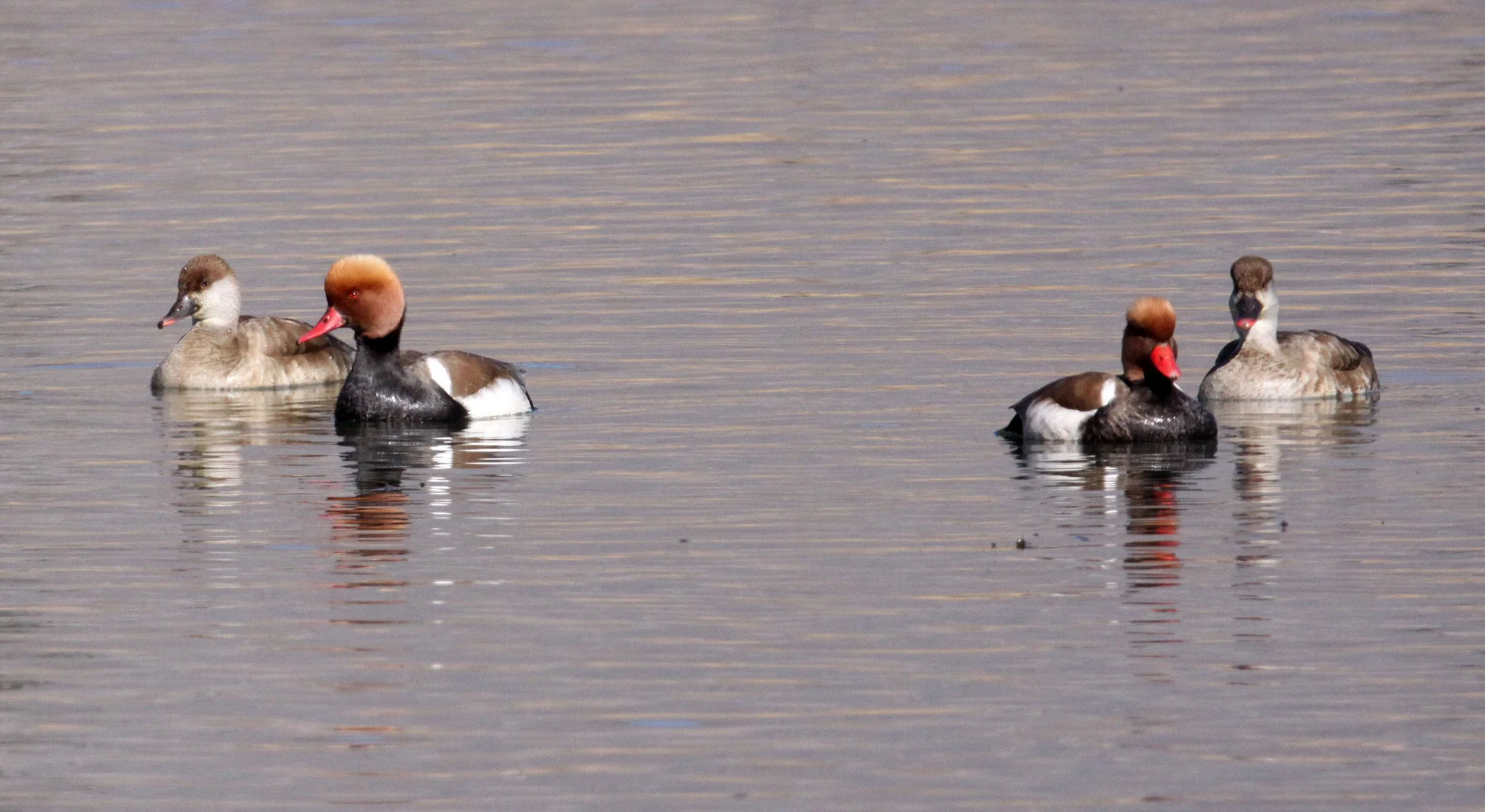 POCHARD - RED-CRESTED POCHARD - Netta rufina - CAO HAI WETLANDS PARK NEAR LIJIANG YUNNAN CHINA (54).JPG