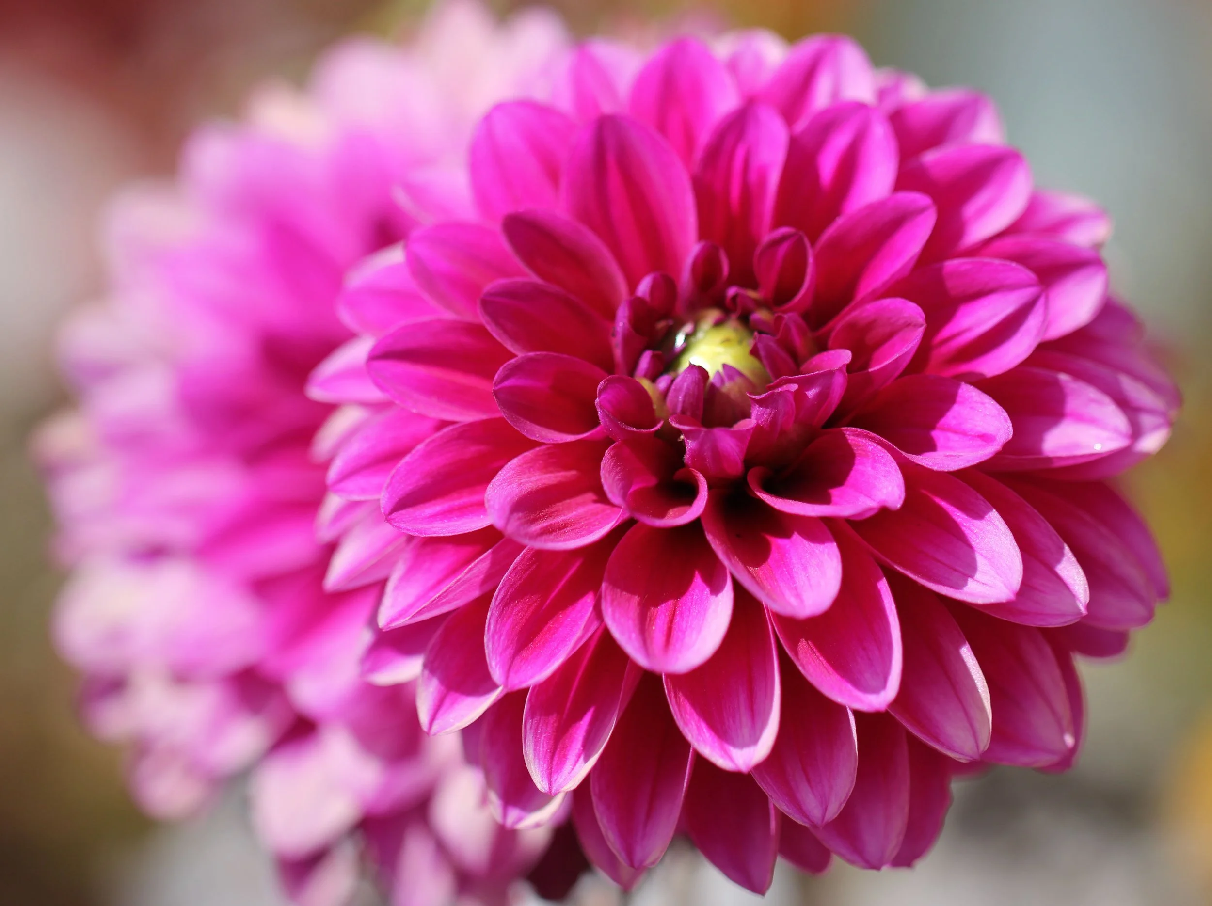 LEH, LADAKH INDIA - SNOW LEOPARD EXPEDITION (30).JPG