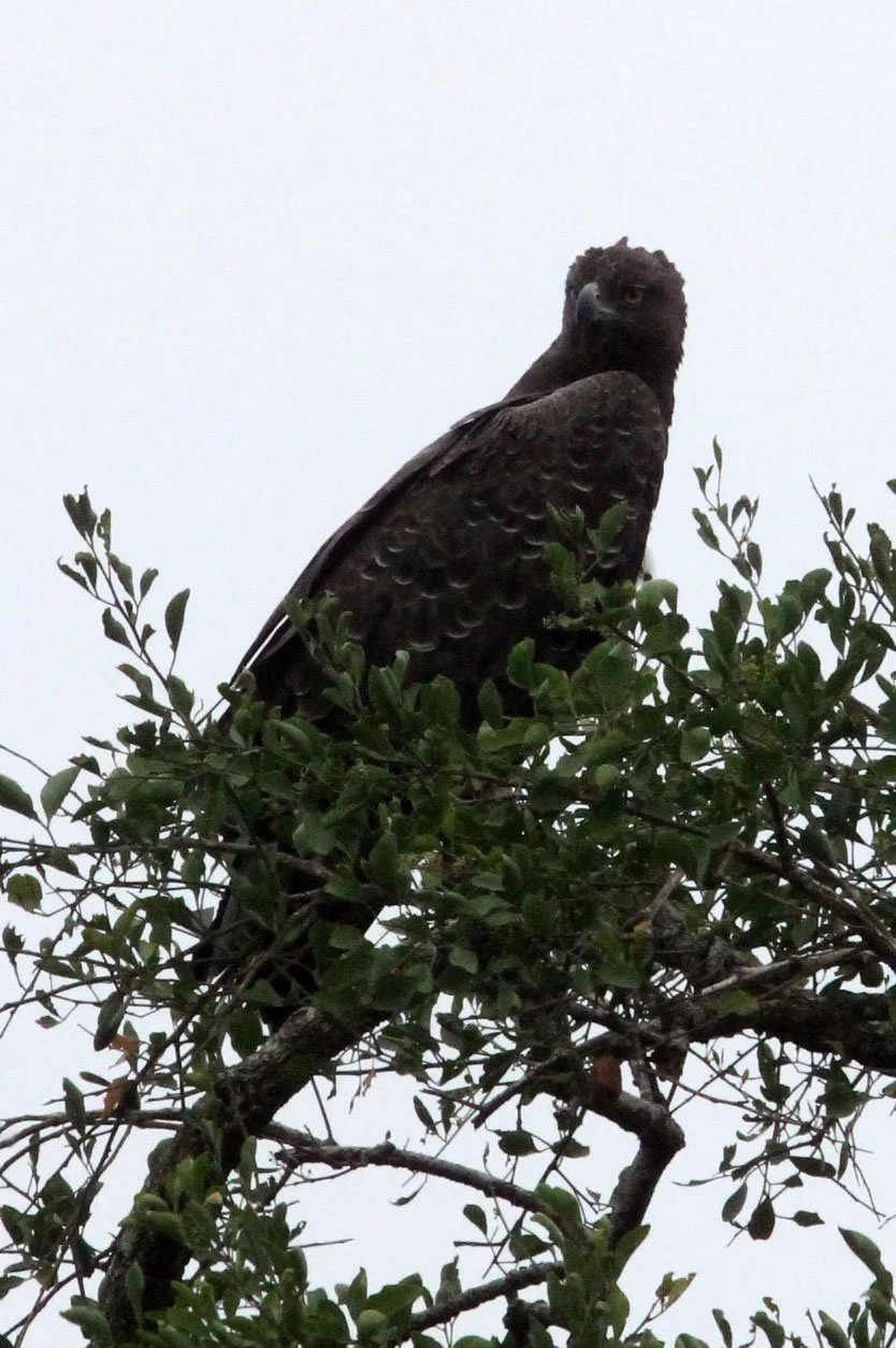 Polemaetus bellicosus - MARTIAL EAGLE - MURCHISON FALLS NATIONAL PARK UGANDA (11).JPG