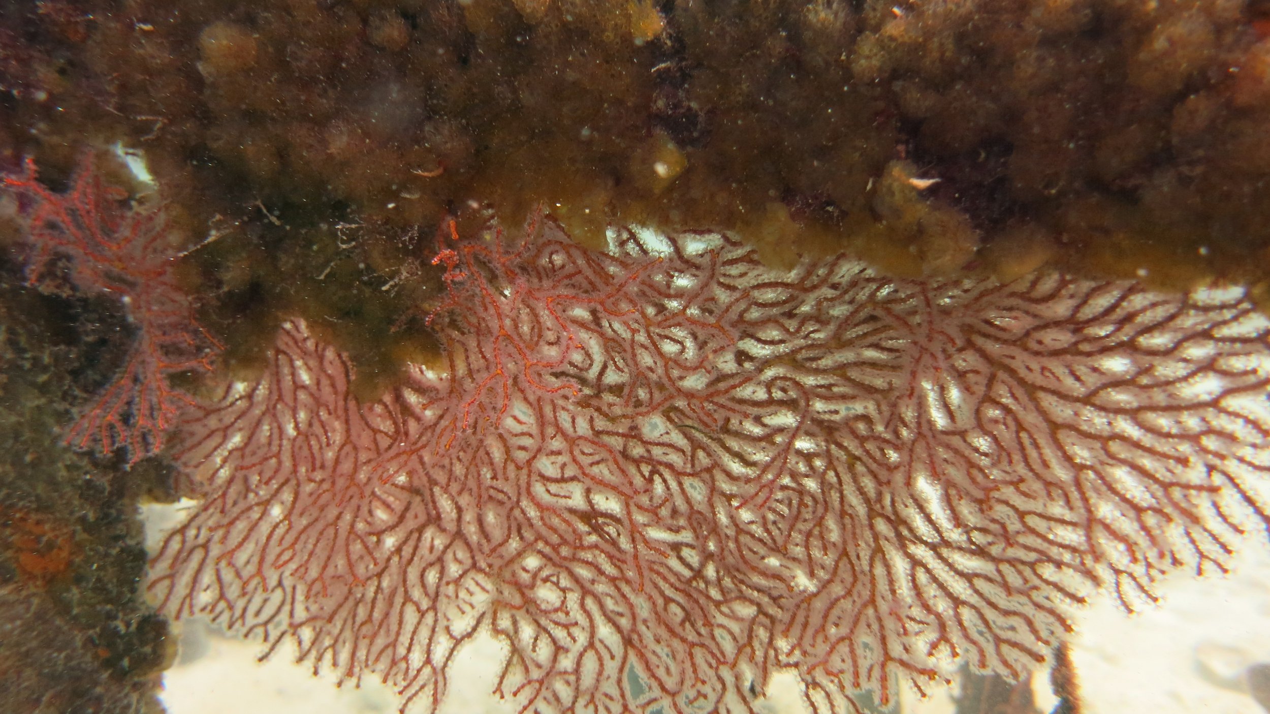 2016 BPS Satthahip Dive Trip with Marine Conservation Club (73).JPG