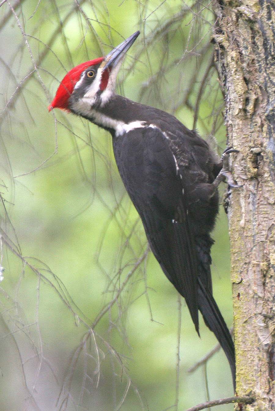 BIRD - WOODPECKER - PILEATED WOODPECKER - GASMAN (6).jpg