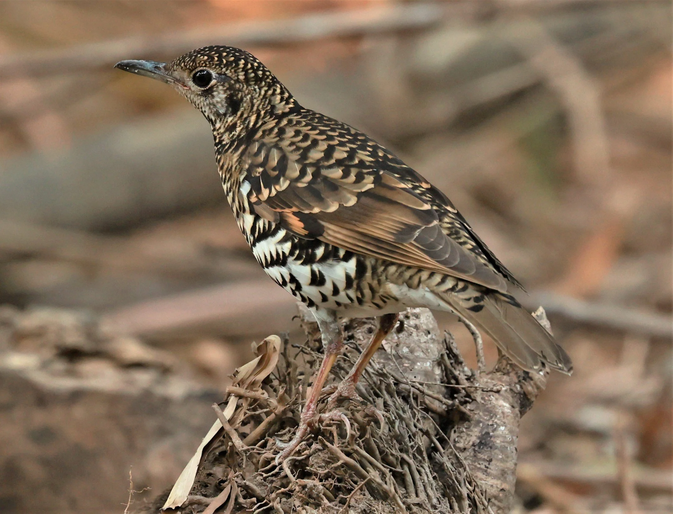 White's Thrush (Zoothera aurea) Putthamonthon Park Nakhon Pathom Thailand (71).jpg