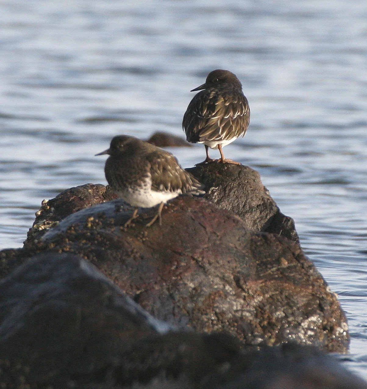 BIRD - TURNSTONE - BLACK TURNSTONE - PA HARBOR (35).jpg