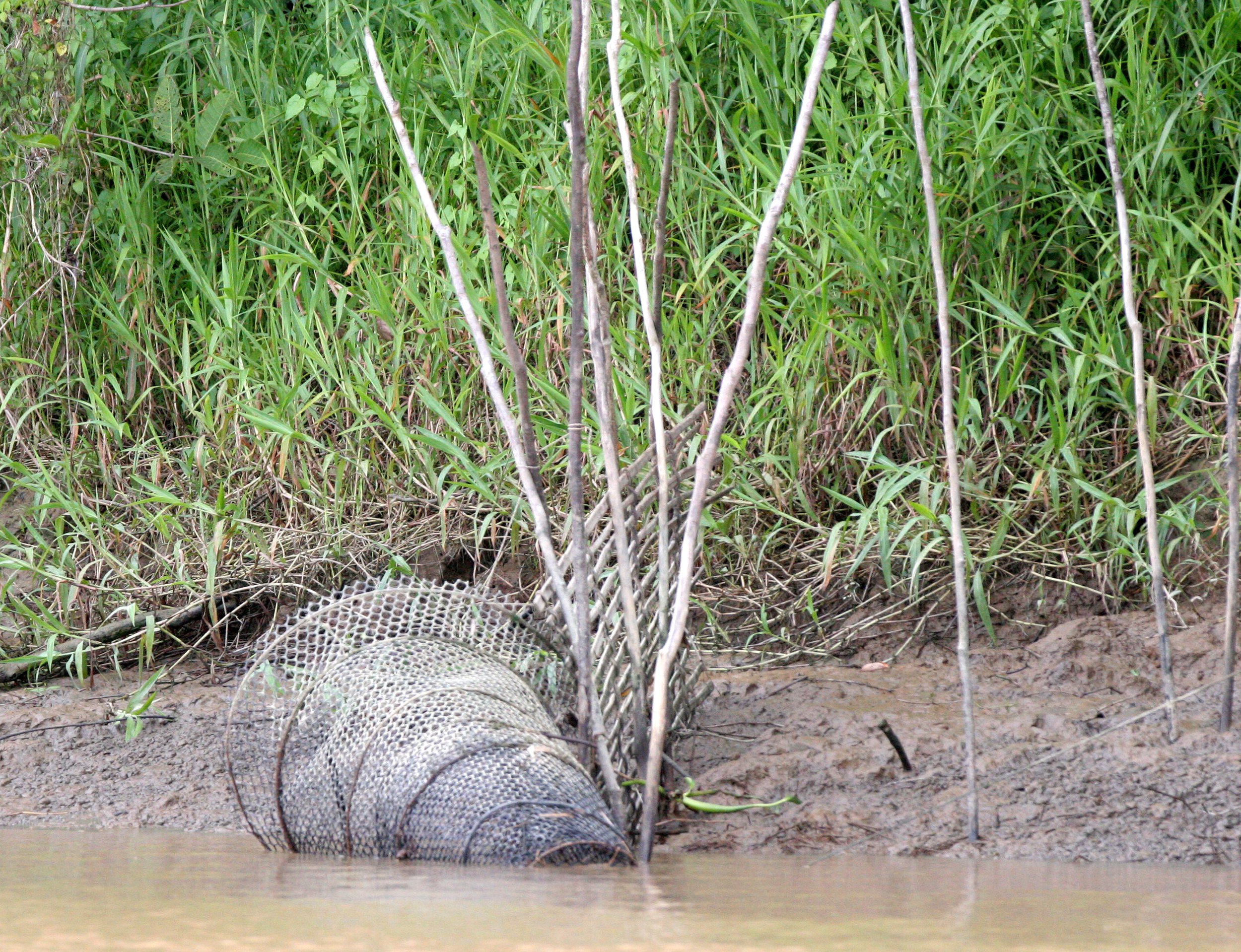 KINABATANGAN RIVER BORNEO - FISH TRAPS (2).JPG