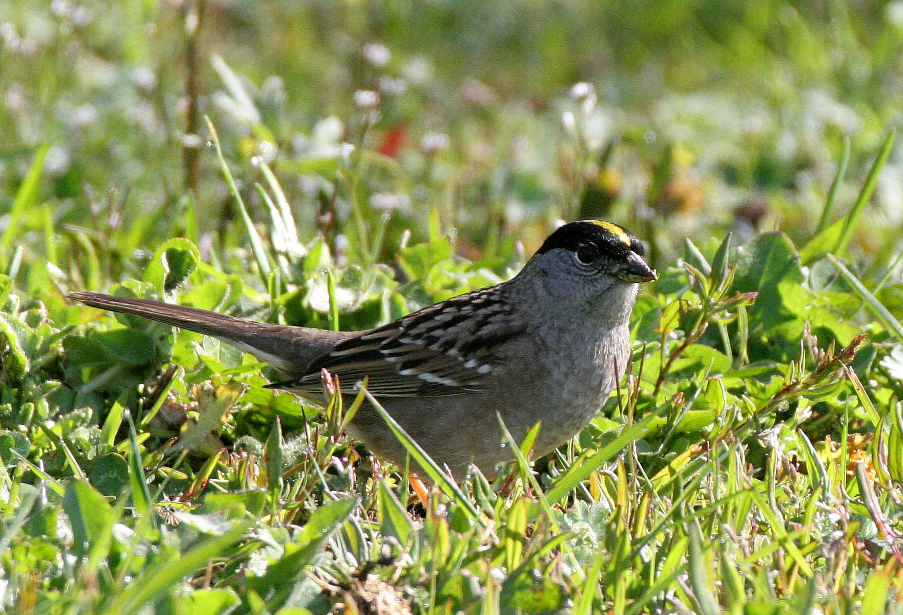 Gold-crowned Sparrow ((Zonotrichia atricapilla) Lake Farm Woods Washington (3).JPG