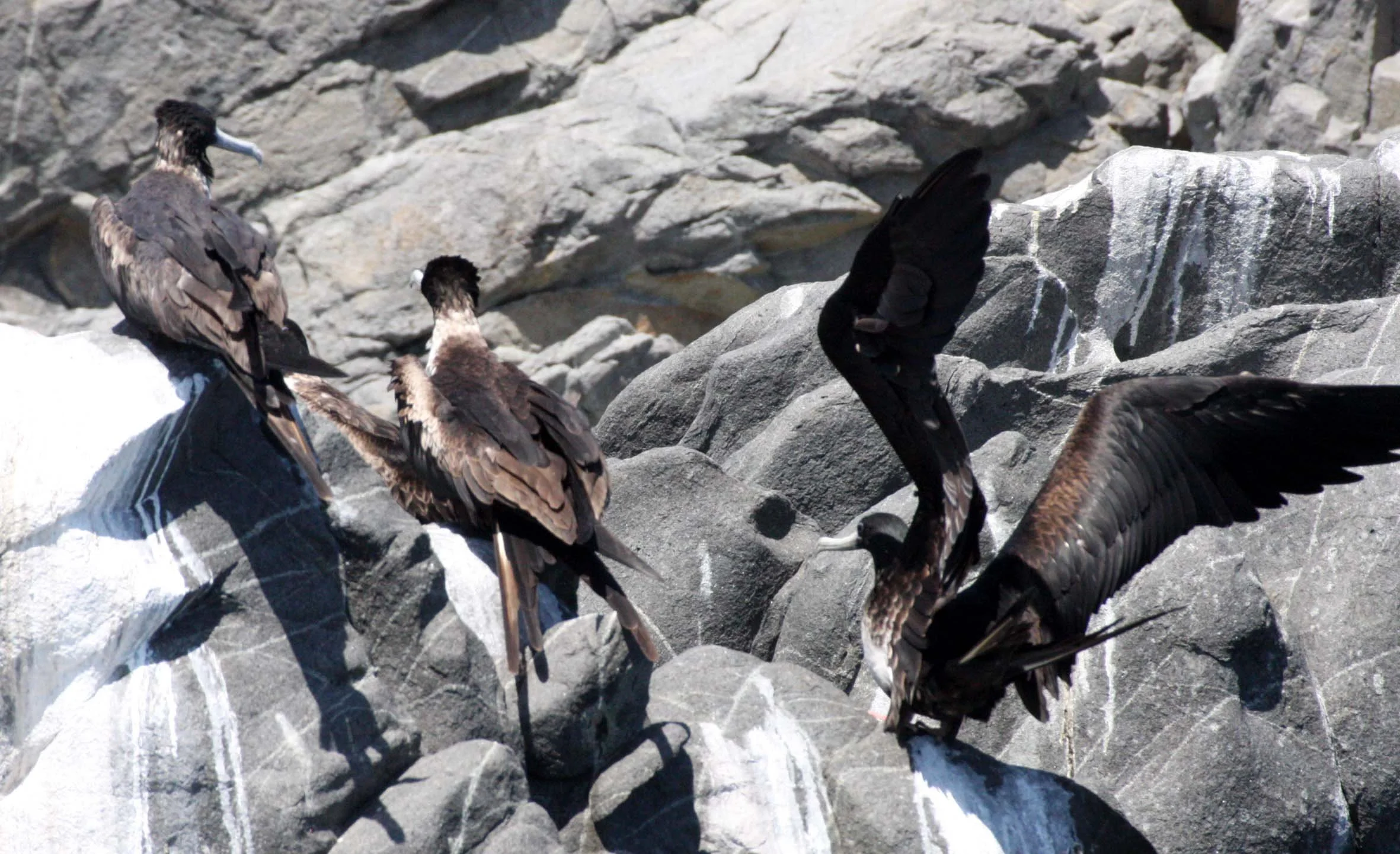 Magnificent Frigatebird (Fregata magnificens) Isla Santa Catalina, Baja Mexico (9).JPG