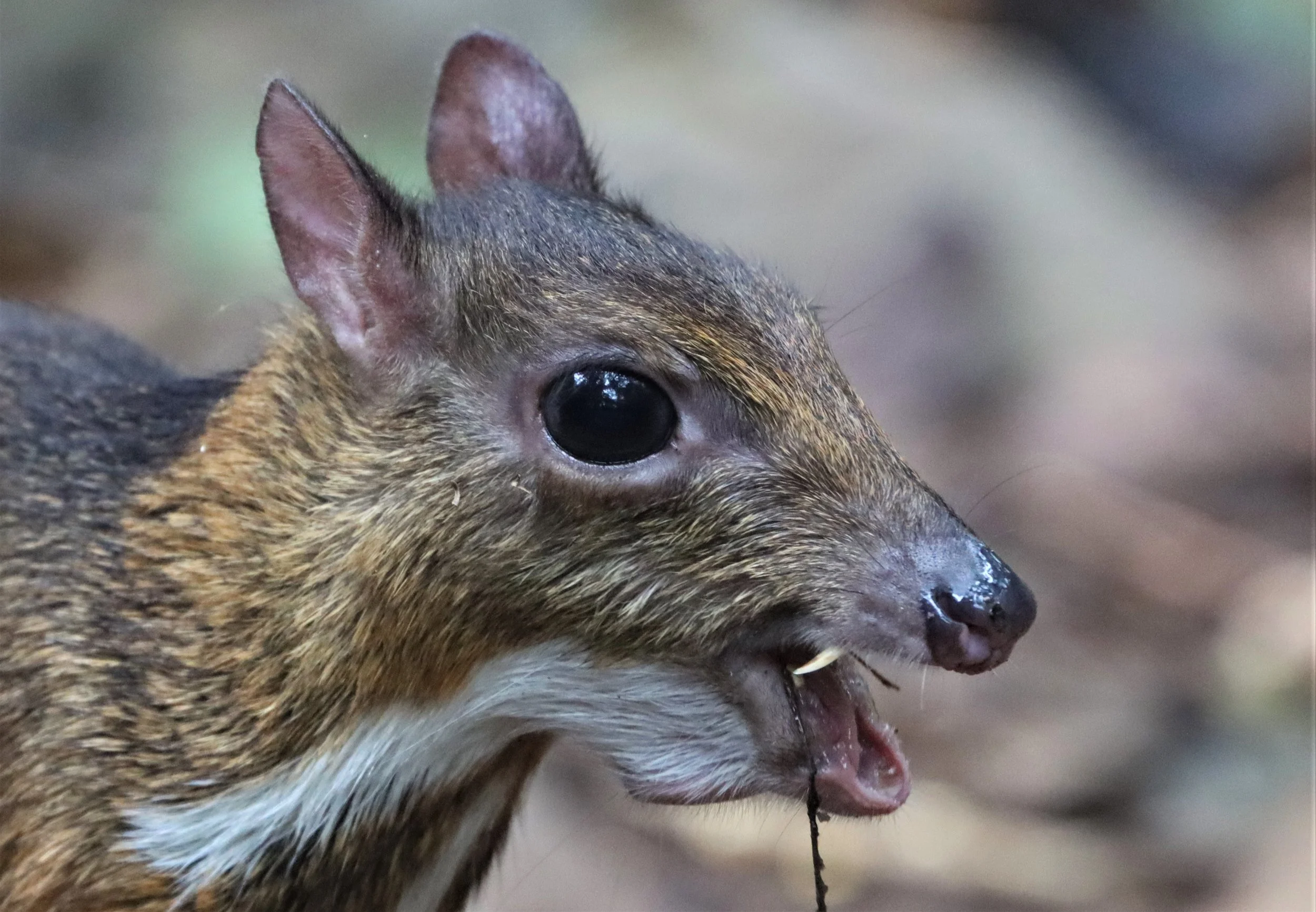 The lesser mouse-deer (Tragulus kanchil), also known as the kanchil or lesser Malay chevrotain, is the world’s smallest known hoofed mammal. Despite its name, it is neither a true mouse nor a true deer.