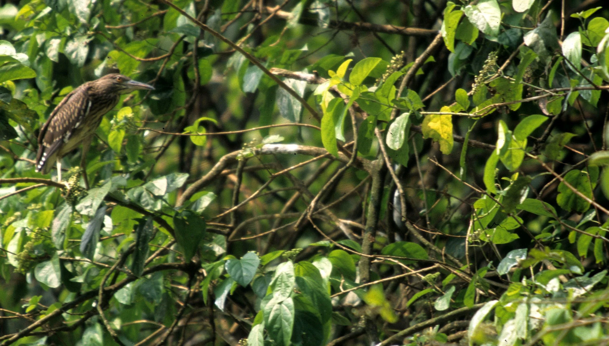 BIRD - HERON - SPECIES A - BALI BARAT NP.jpg