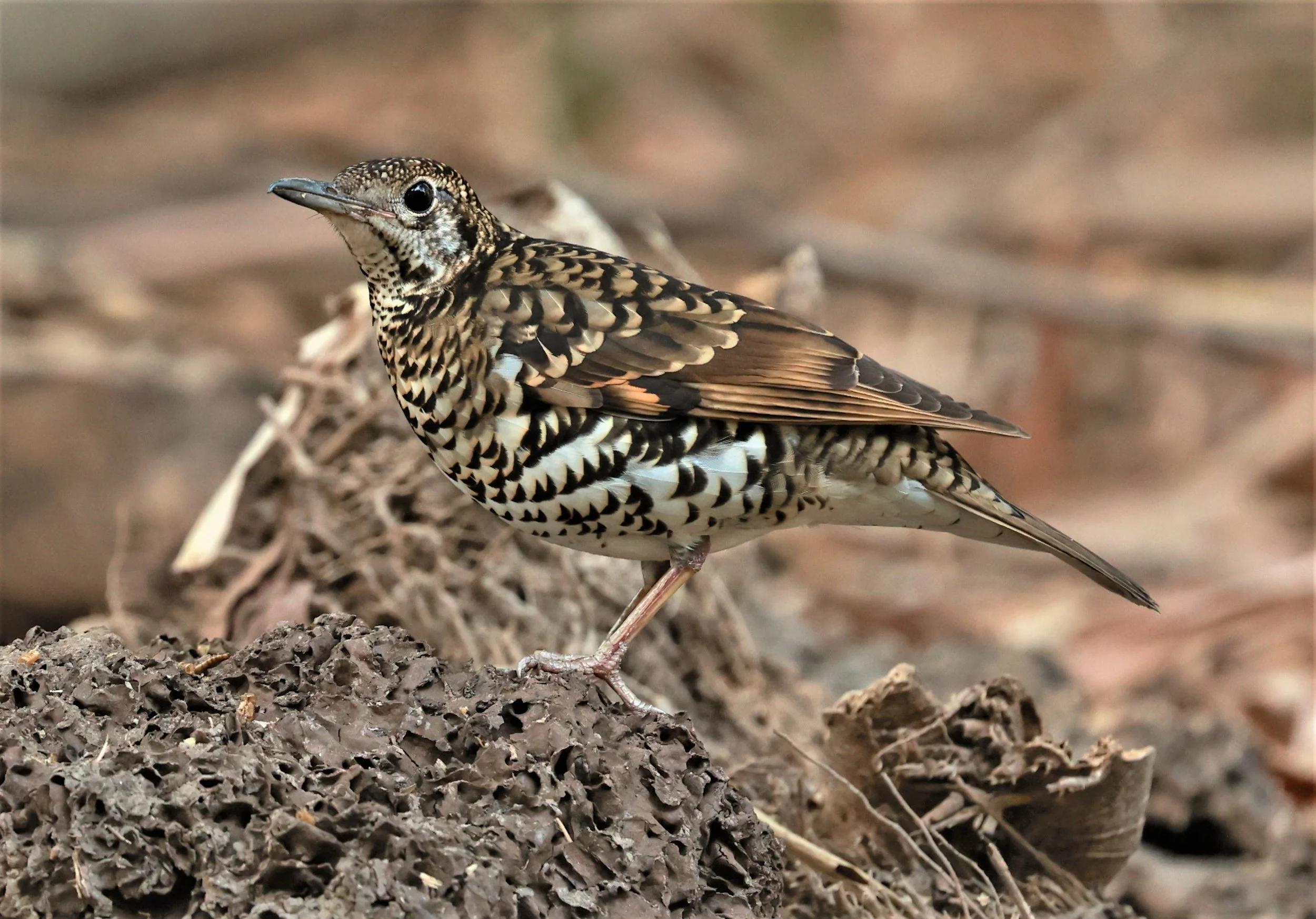 White's Thrush (Zoothera aurea) Putthamonthon Park Nakhon Pathom Thailand (137).jpg