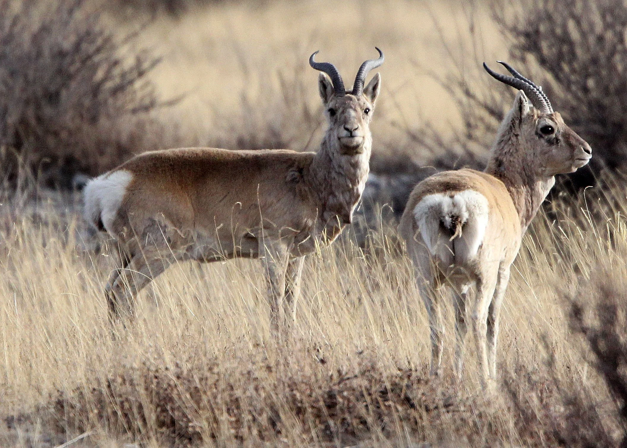 GAZELLE - PRZEWALSKI'S GAZELLE - Procapra przewalskii - QINGHAI LAKE CHINA (62).JPG