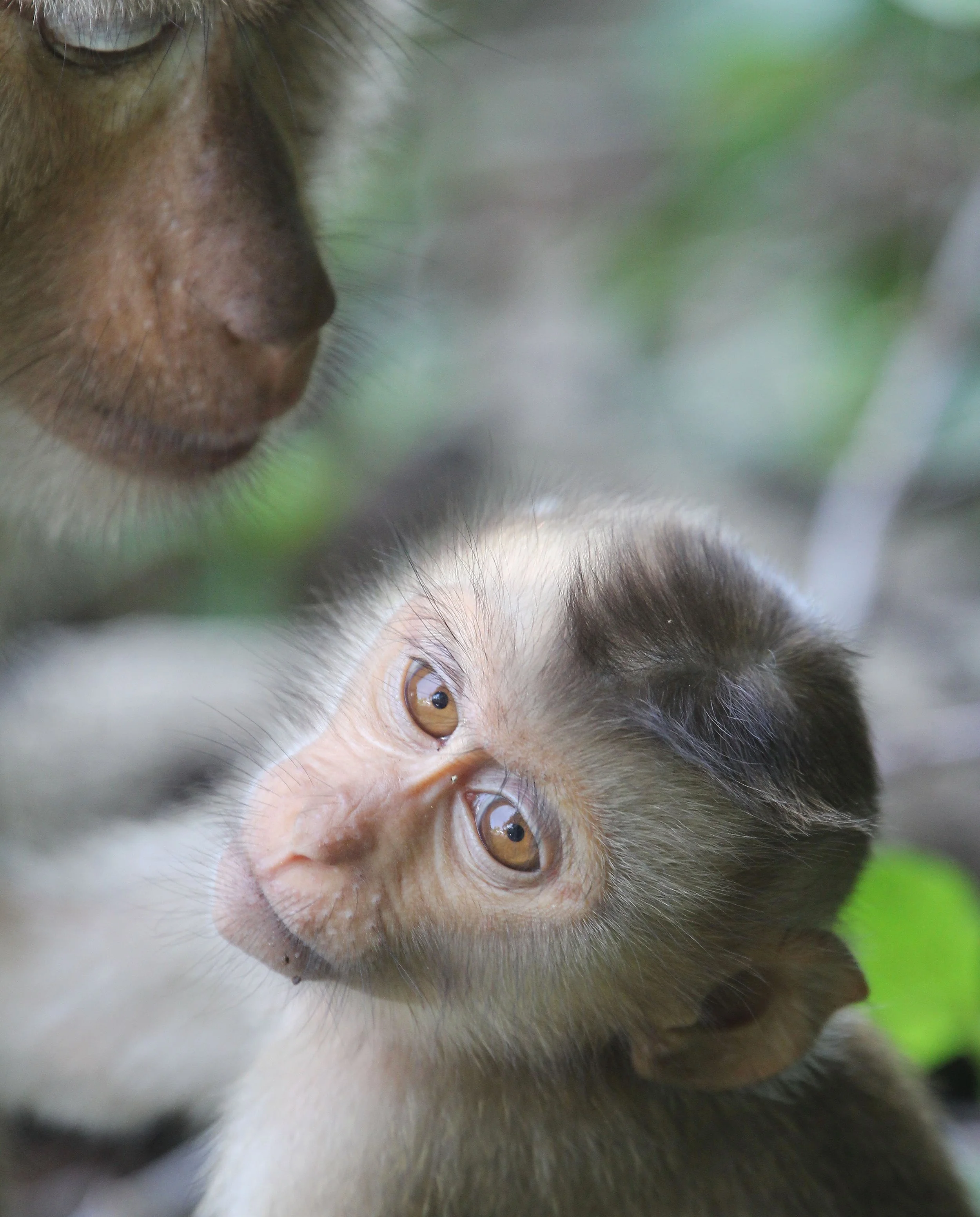 CERCOPITHECIDAE - Macaca leonina - NORTHERN PIG-TAILED MACAQUE - KHAO YAI NATIONAL PARK THAILAND (121).JPG