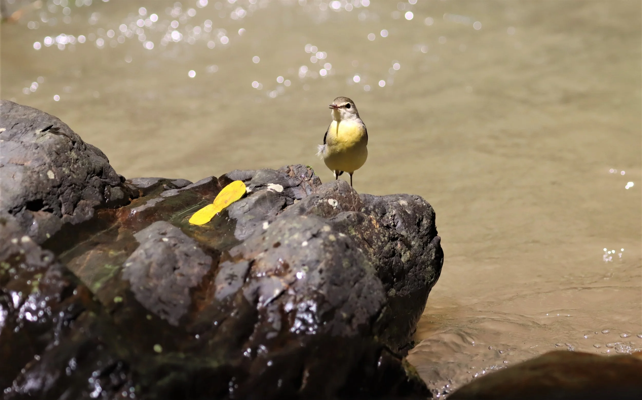 GREY WAGTAIL - Motacilla cinerea - KAENG KRACHAN NP 26 OCT 2021 (66).jpg