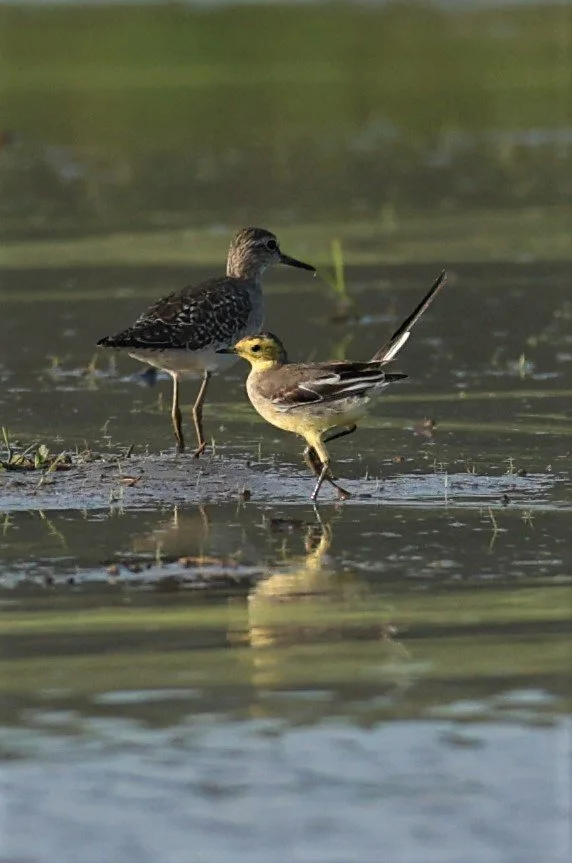 CITRINE WAGTAIL - Motacilla citreola - TATHORN RICEFIELDS CHIANG MAI FEB 2022 (61).jpg