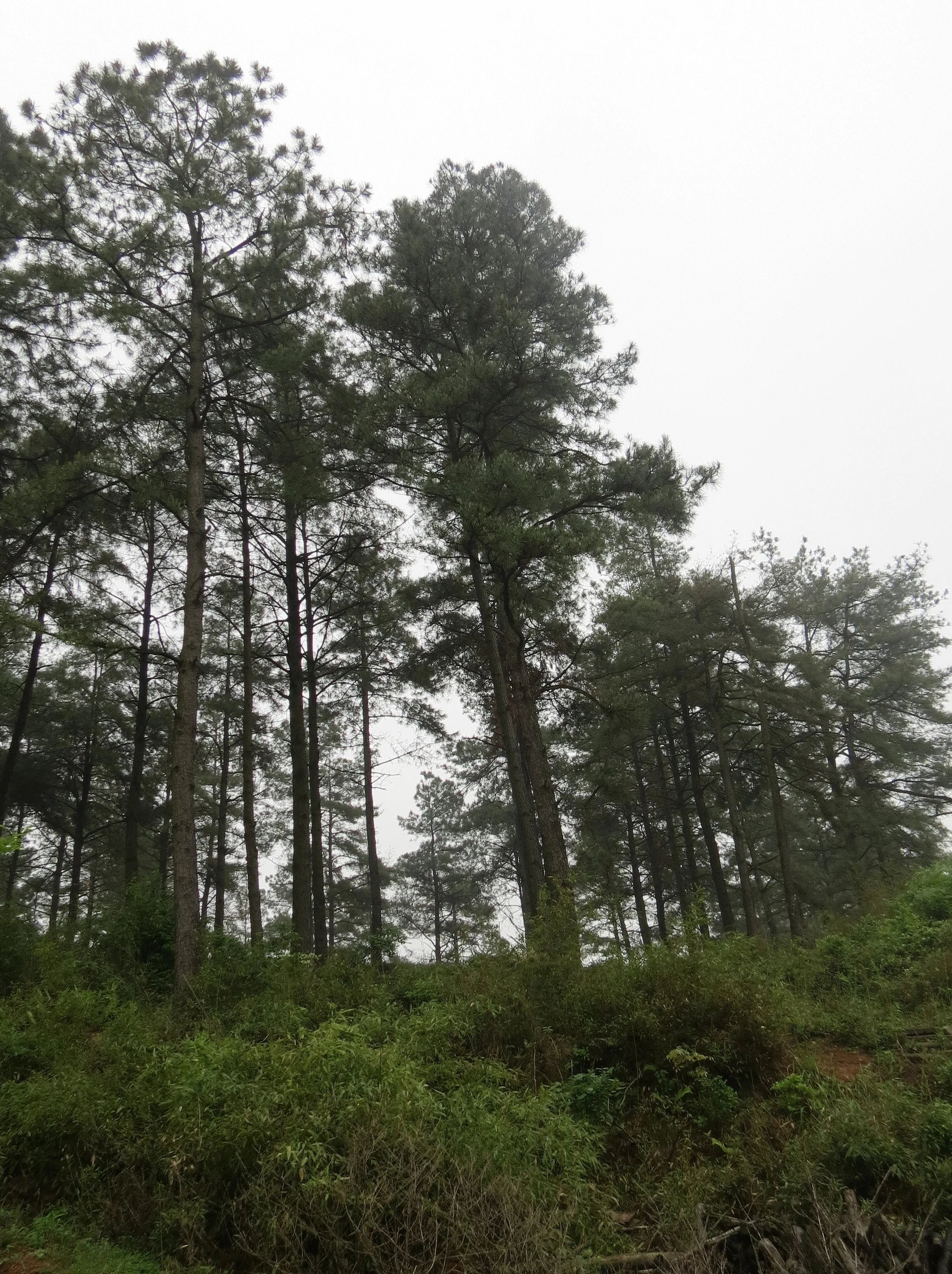 CHINESE ALLIGATOR BREEDING CENTER - XUANCHENG CHINA (10).JPG