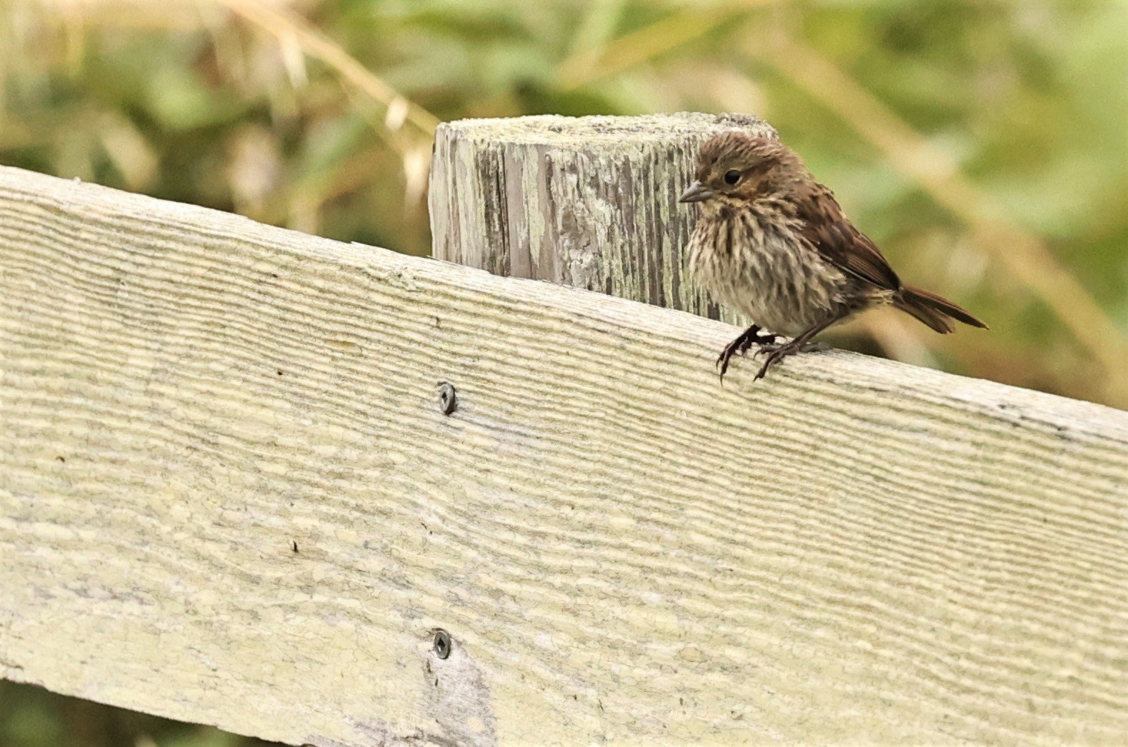 Lincoln's Sparrow (Melospiza lincolnii) Humboldt Bay NWR California (7).jpg